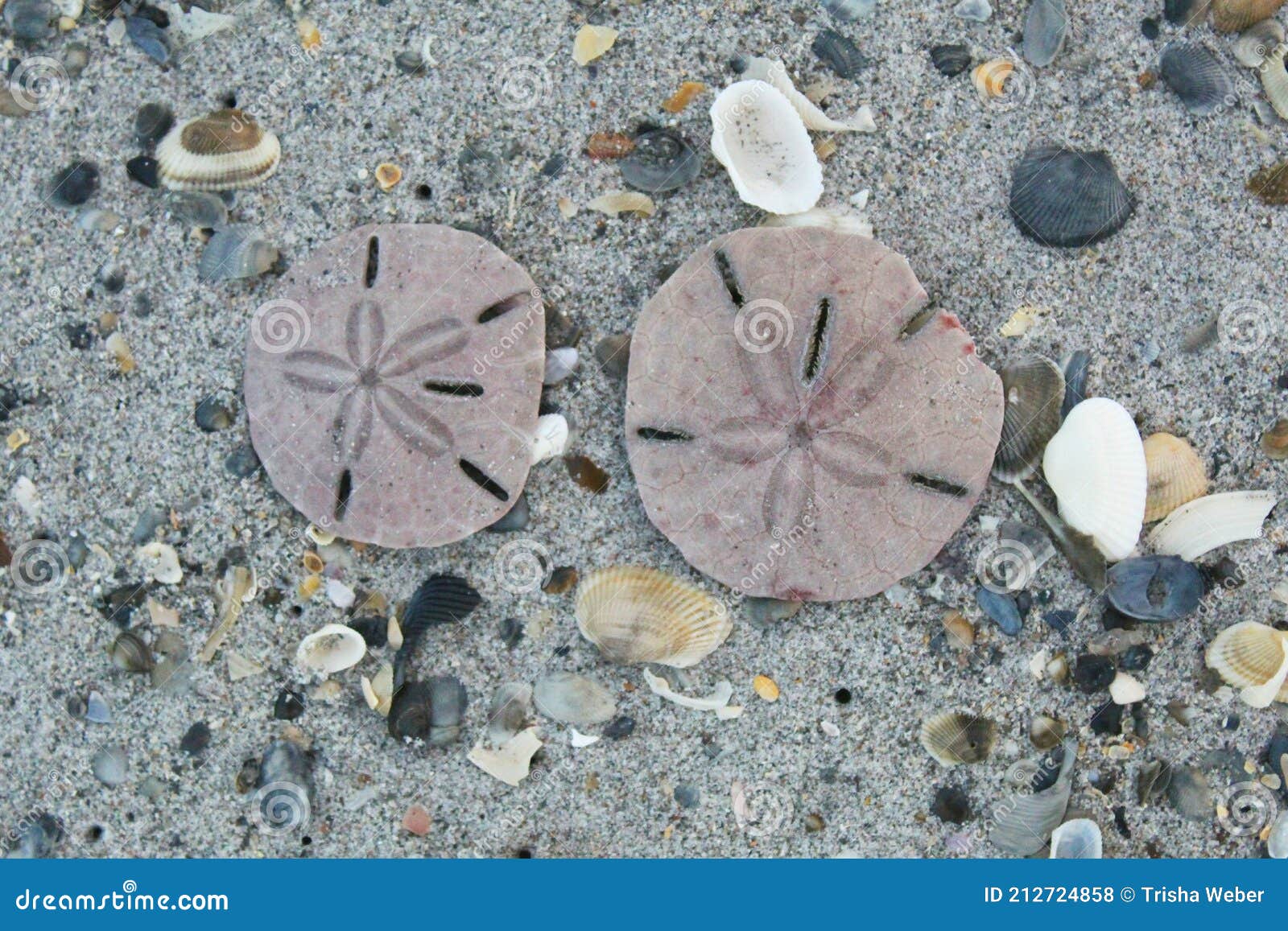 Sand Dollars: What You Need to Know - 30A