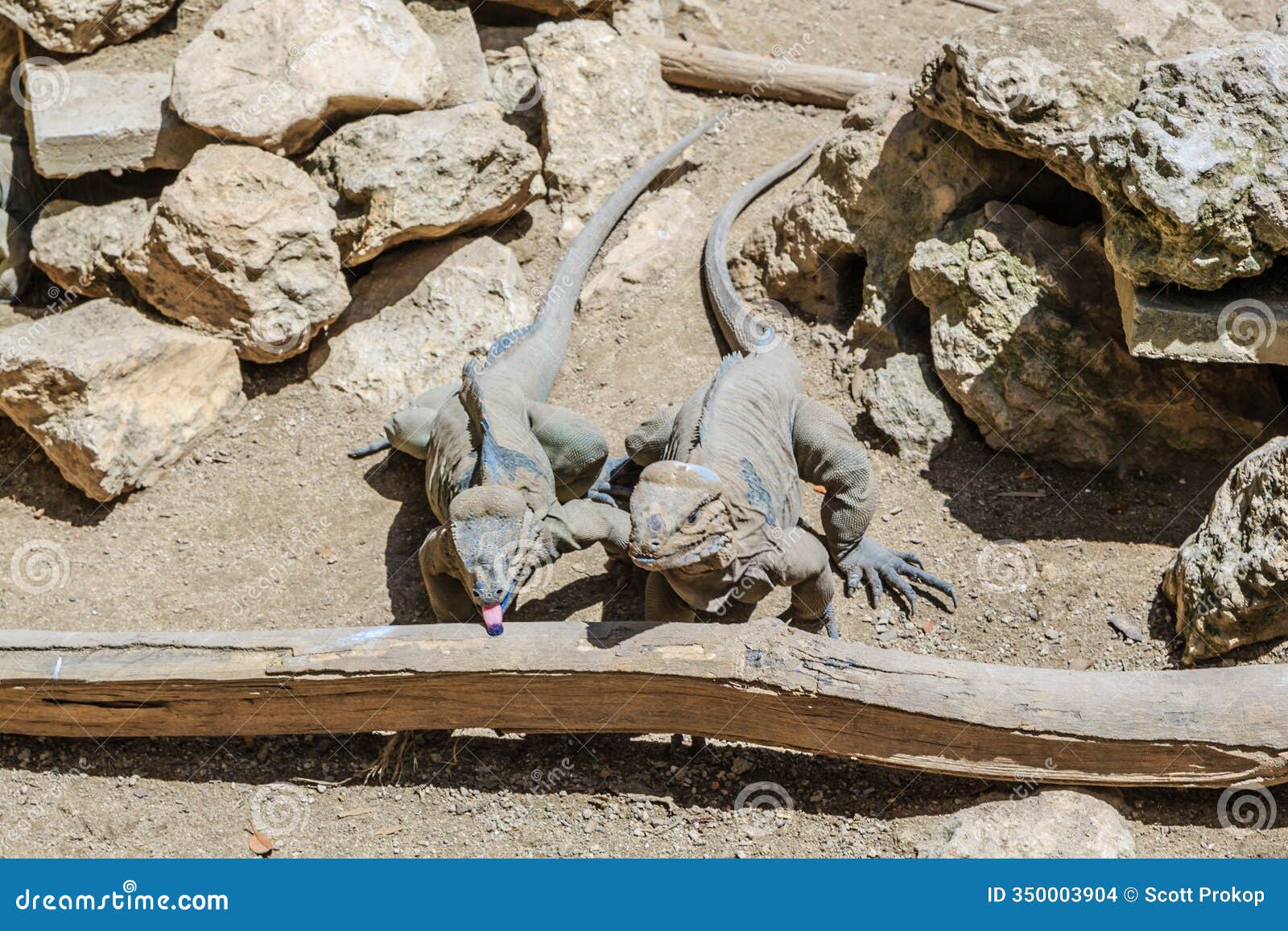 two lizards are on a log in a zoo enclosure