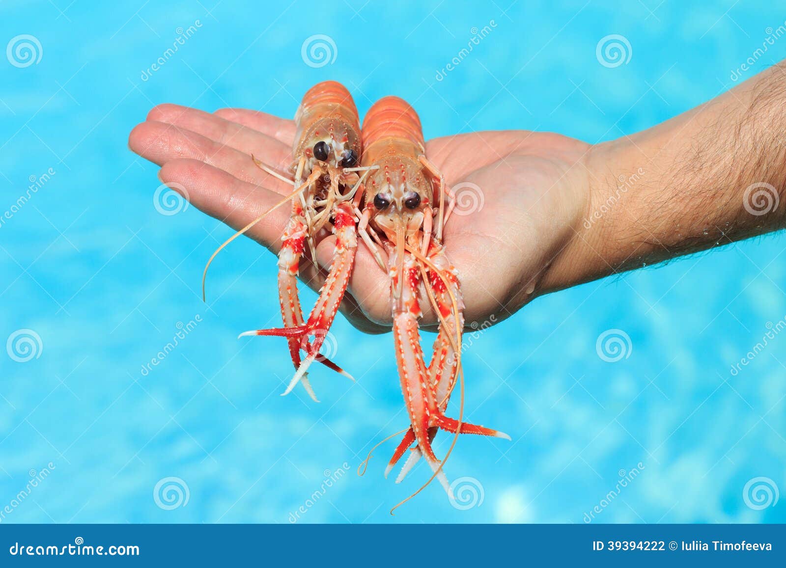 Two lobsters in man s hand stock photo. Image of natural 39394222