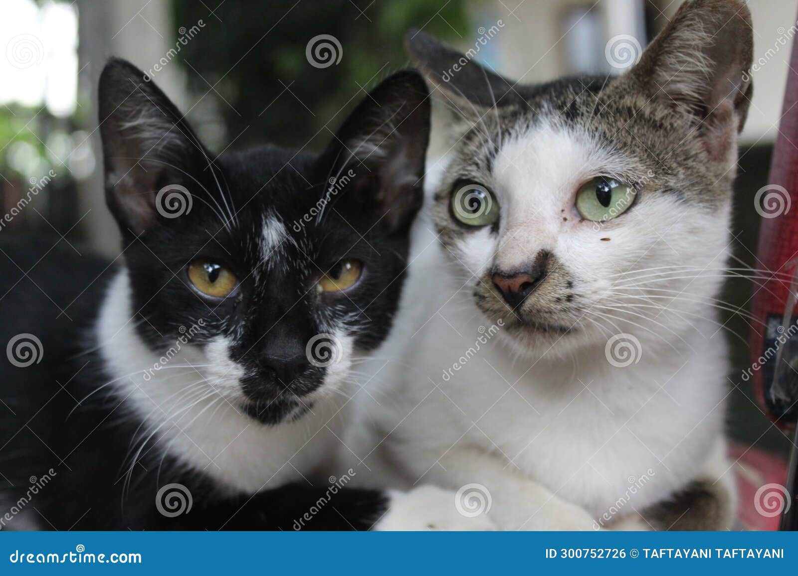 Two Local Cats Look at Things with Different Views Stock Photo Image