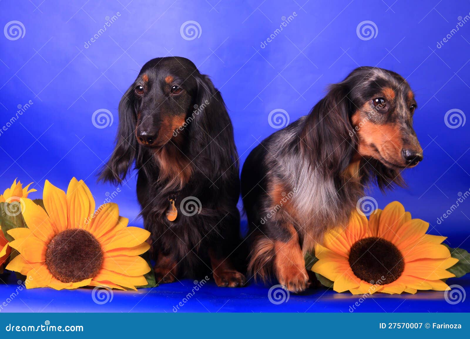 Two longhaired dachshunds stock image. Image of black 27570007