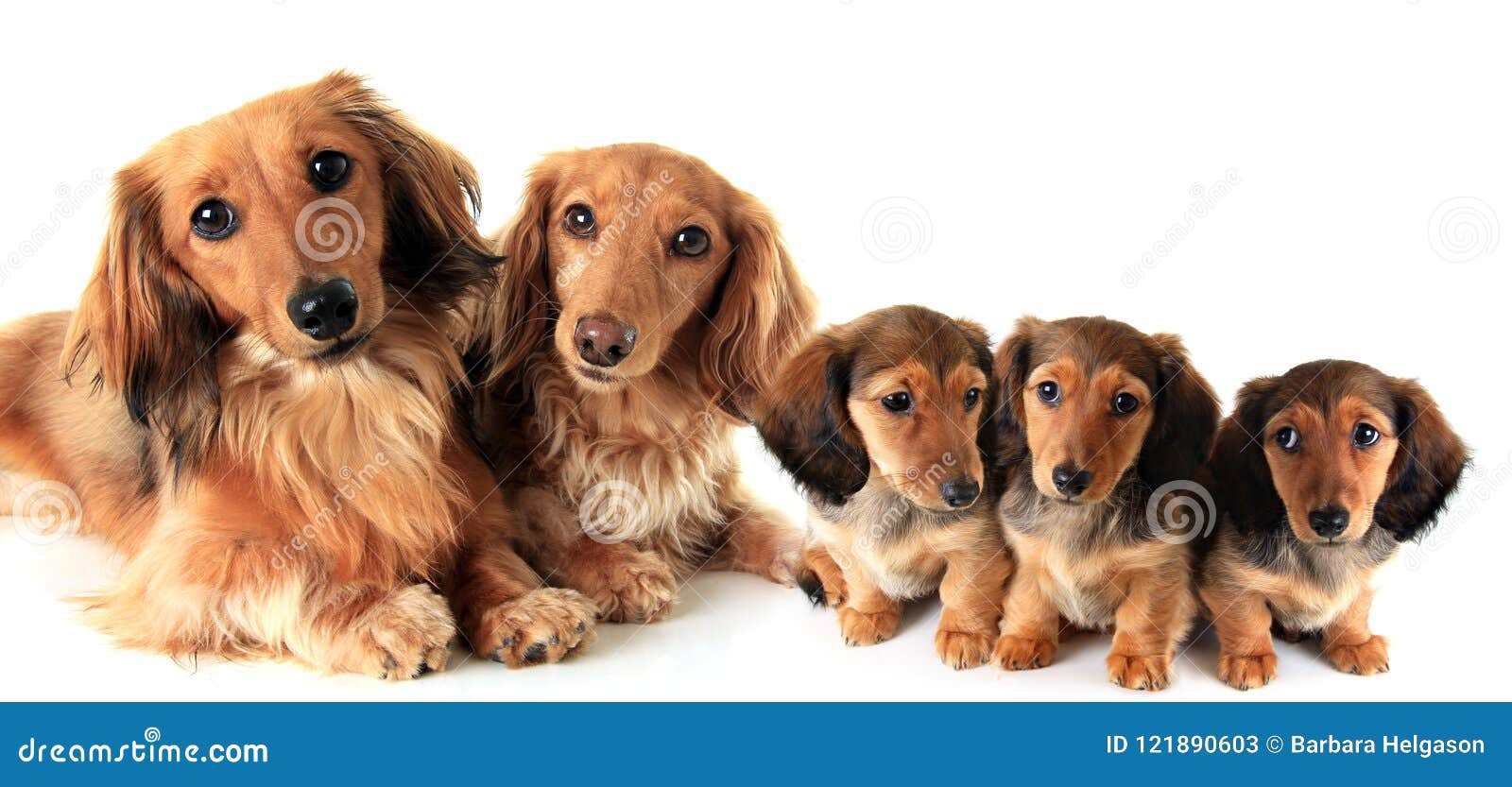 45+ Dachshund Puppies Long Hair