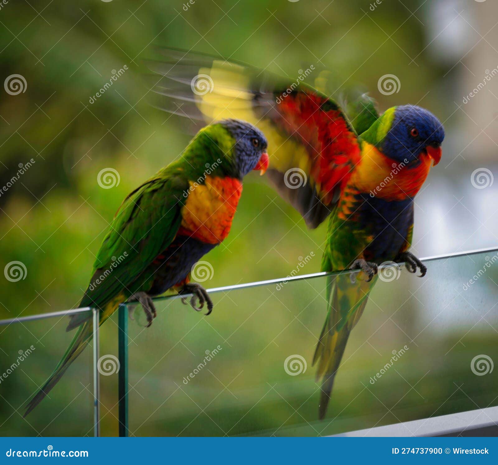 Loriini Birds Perched Sidebyside on a Ledge, Basking in the Sunshine