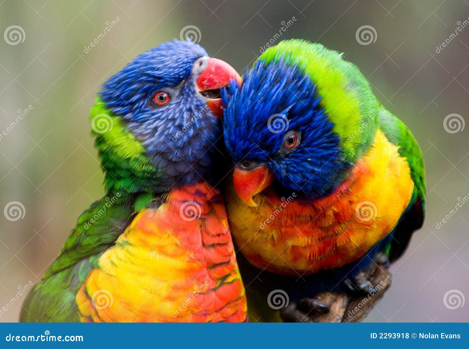 two lorikeet birds