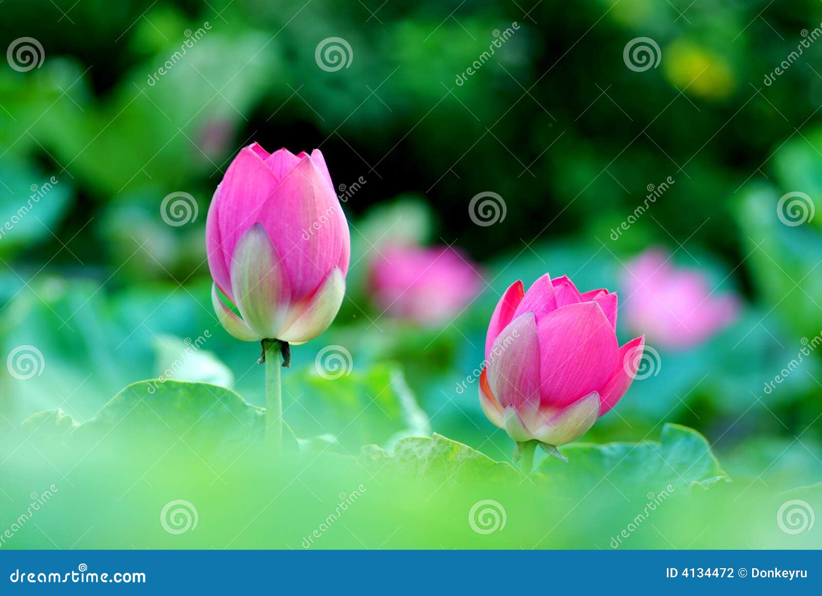 Flower Buds Of Rhododendron Dilatatum, Japanese Azaleas Stock