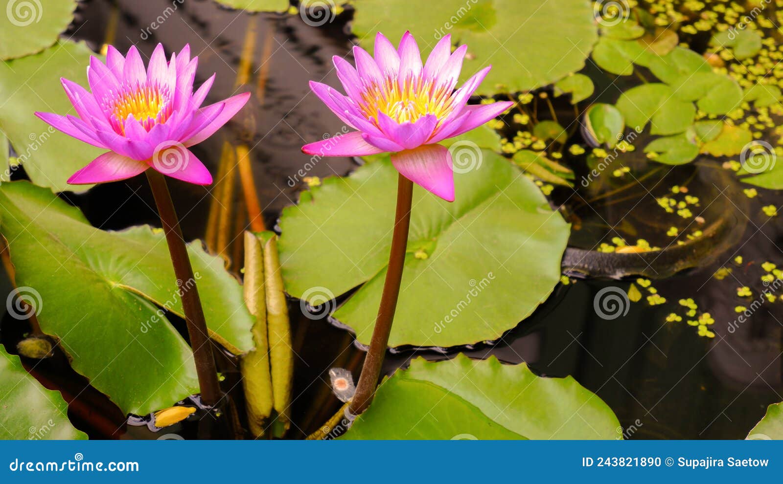 Two Lotus Flowers Blooming in the Pond in the Summer Evening. Stock
