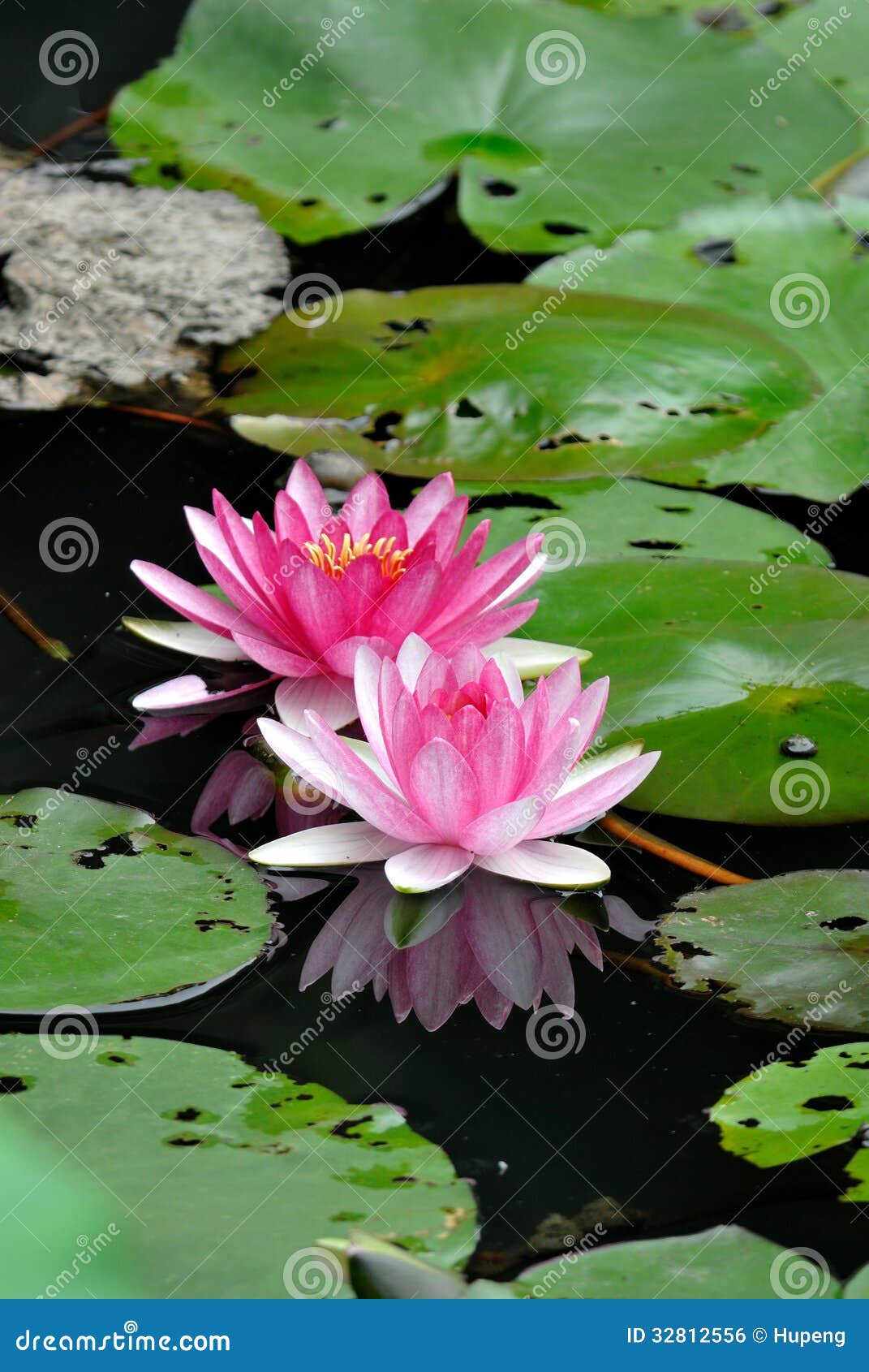 Two Lotus Flowers Royalty Free Stock Image - Image: 32812556