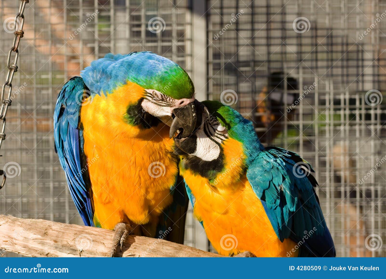 Two love birds stock image. Image of captive, colorful 4280509
