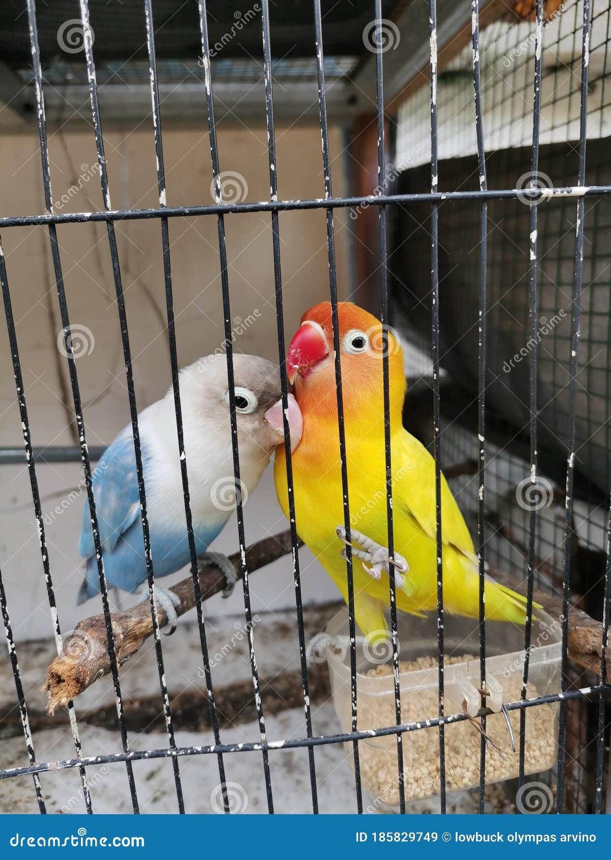 1,116 Love Birds Cage Photos - Free & Royalty-Free Stock Photos from Dreamstime