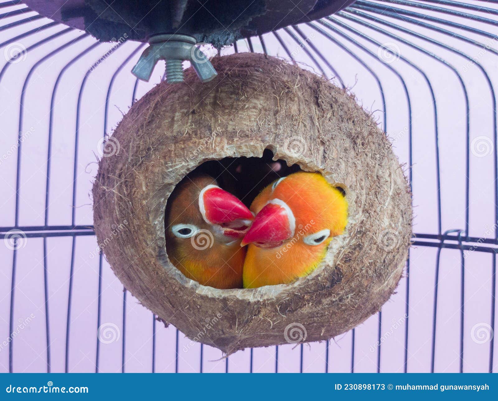 Two Lovebirds Are In A Nest Made Of Coconut Shells Stock Image - Image Of  Coconut, Lovebirds: 230898173
