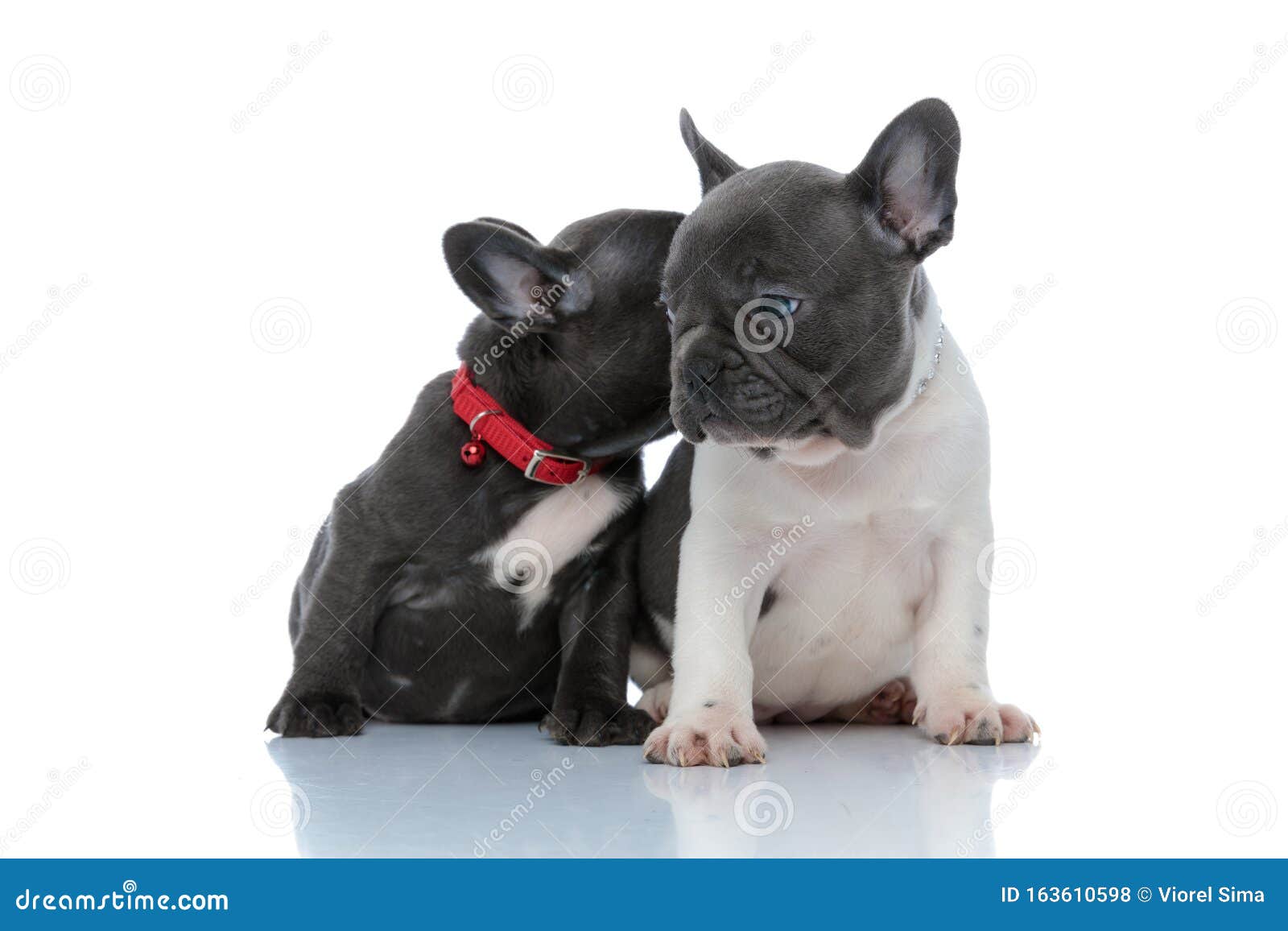 Two Lovely French Bulldog Puppies Kissing and Sniffing Stock Photo ...