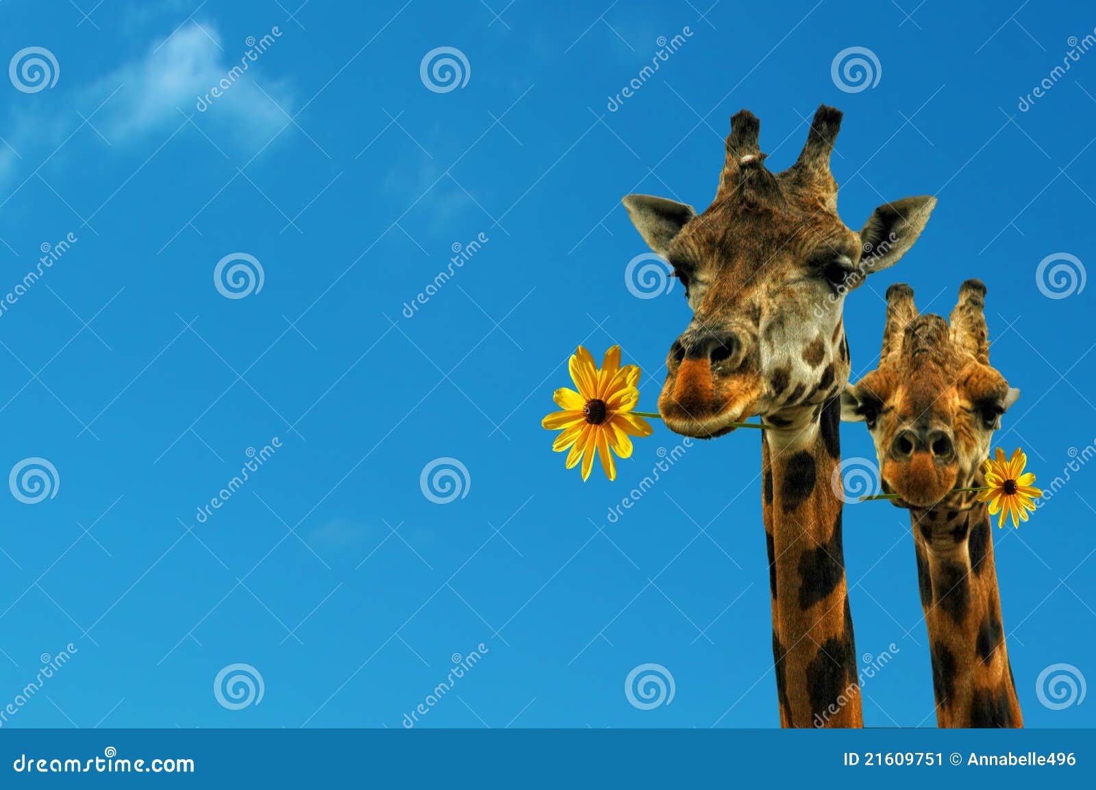 Two lovely giraffes stock image. Image of happy, horn 21609751