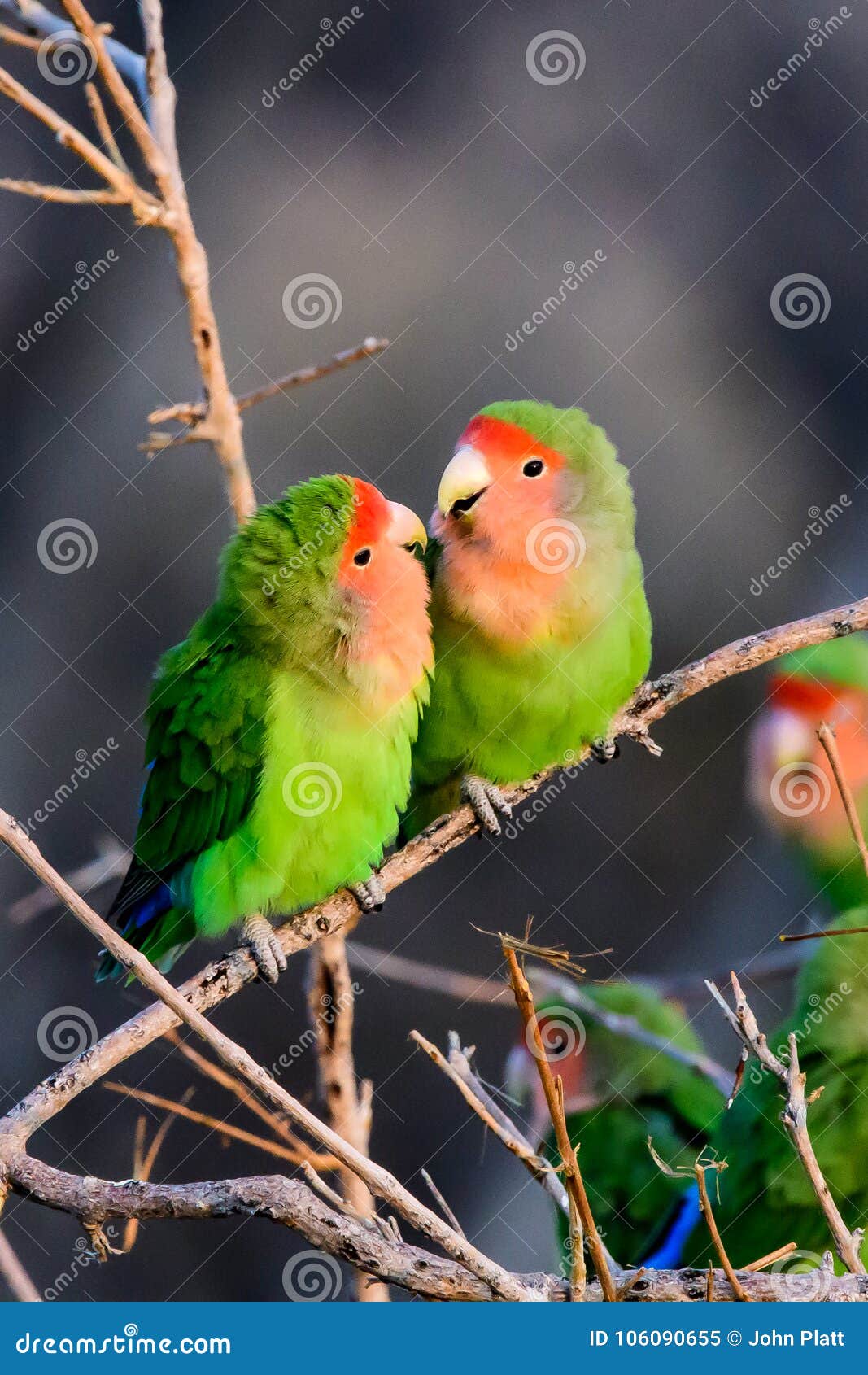 Rosy Faced Lovebird Or Agapornis Roseicollis Also Known As Rosy ...