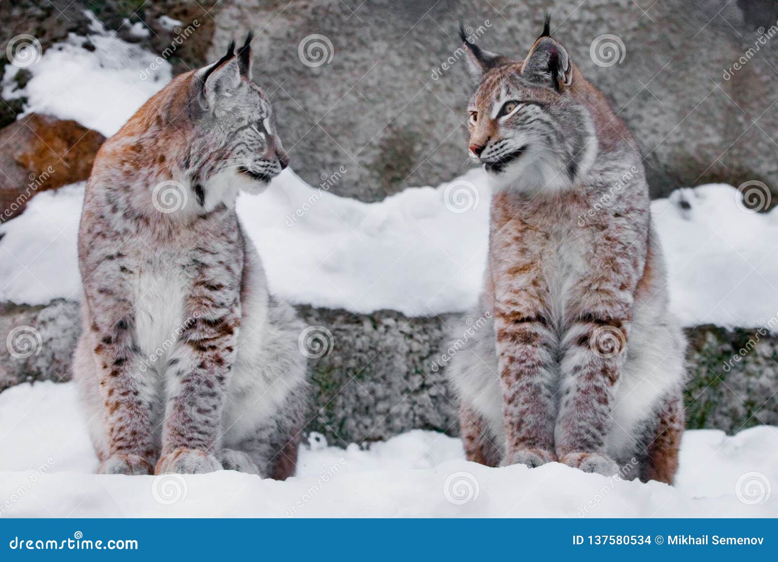 Two Lynxes in the Snow in Winter, Friendly Couple; Slender and Beautiful  Animals are Very Similar To Each Other. they Look at Stock Photo - Image of  forest, love: 137580534