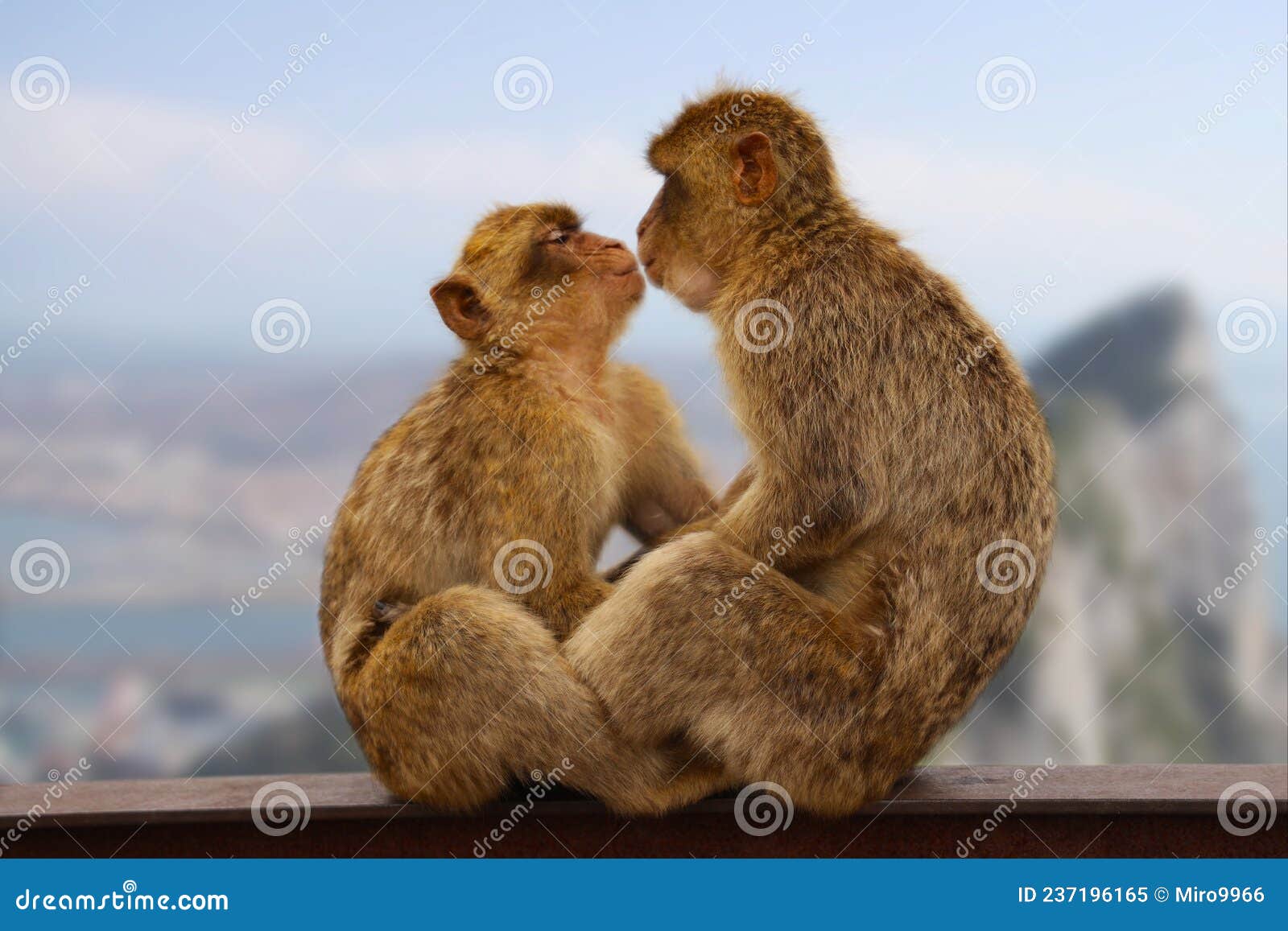 two macaque monkeys kissing on gibraltar