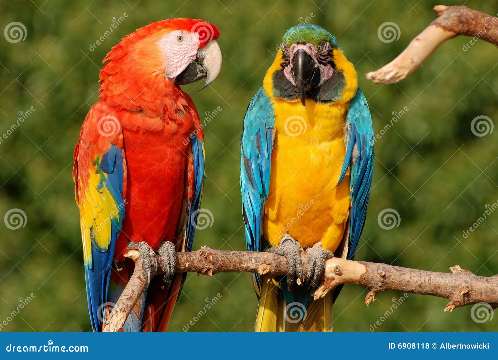 two macaw parrots branch 6908118