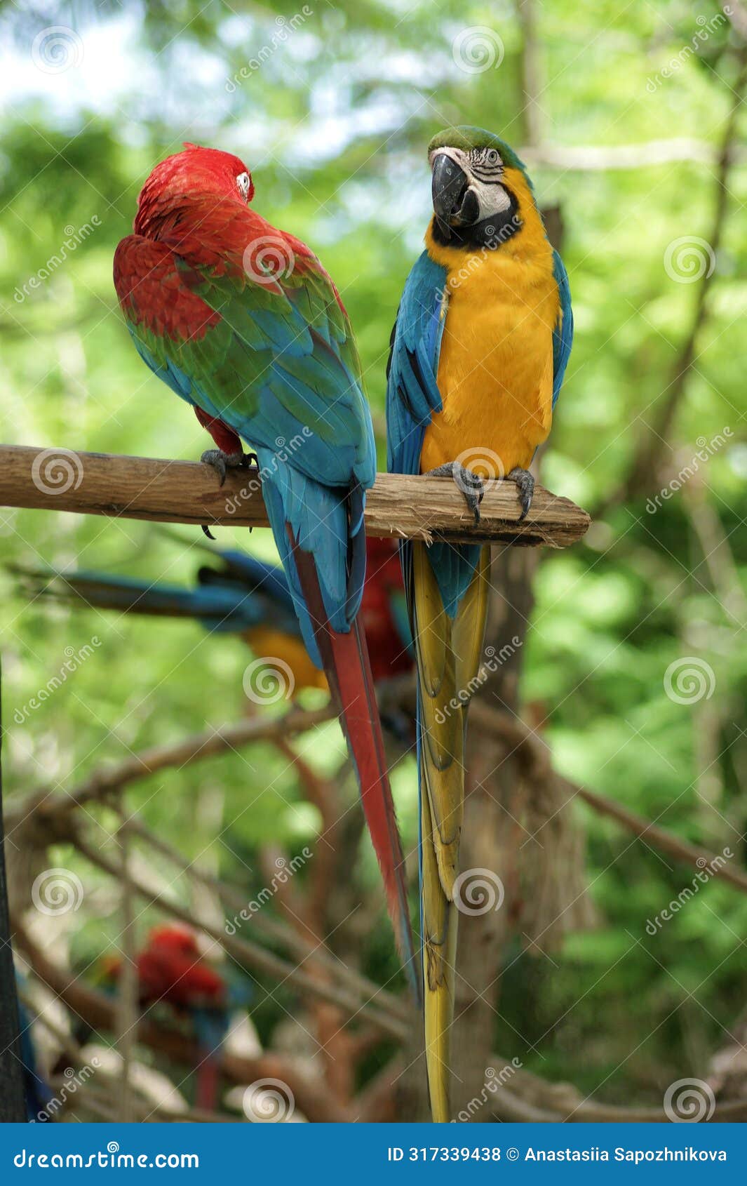 two macaw parrots siting on a tree branch and looking at each other in manati park, bavaro-punta cana, republica