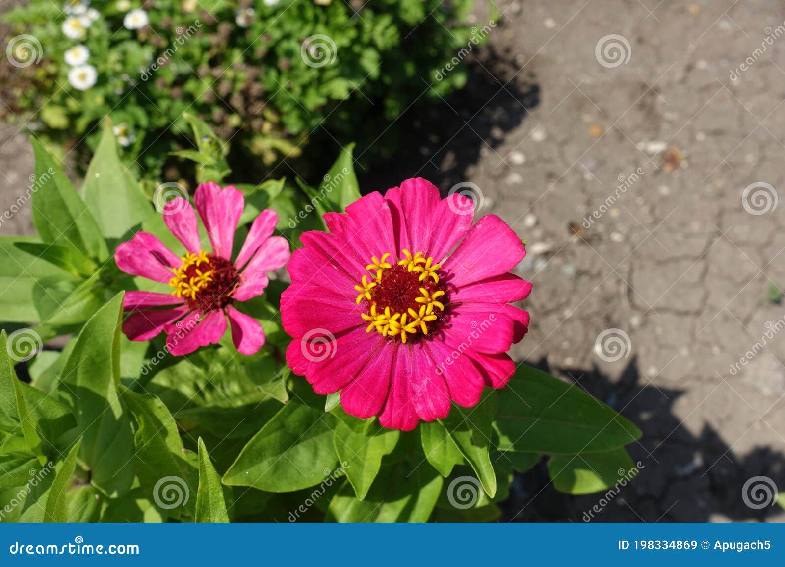 Two Magentacolored Flowers of Zinnia Elegans in Mid August Stock Image