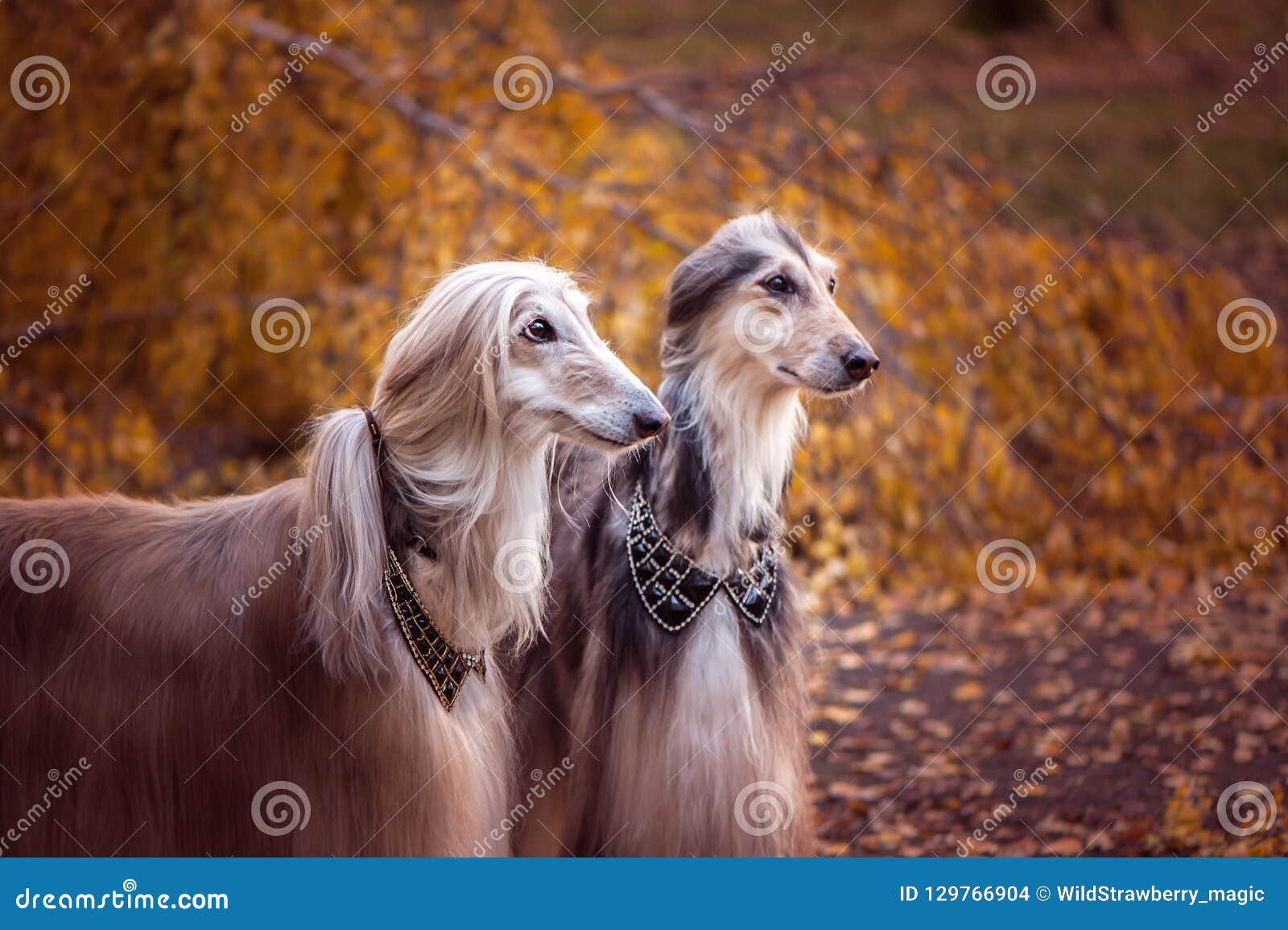 Two Magnificent Afghan Hounds Stock Photo Image Of Fairy