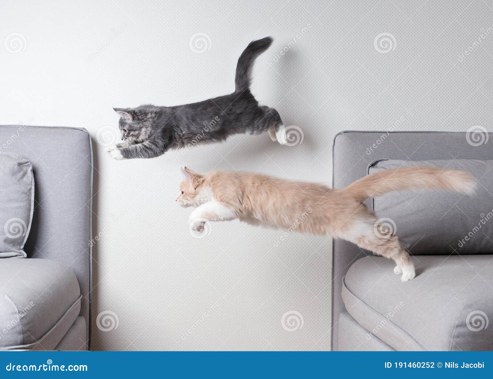 Two Maine Coon Cats Jumping Side by Side Stock Photo Image of copy