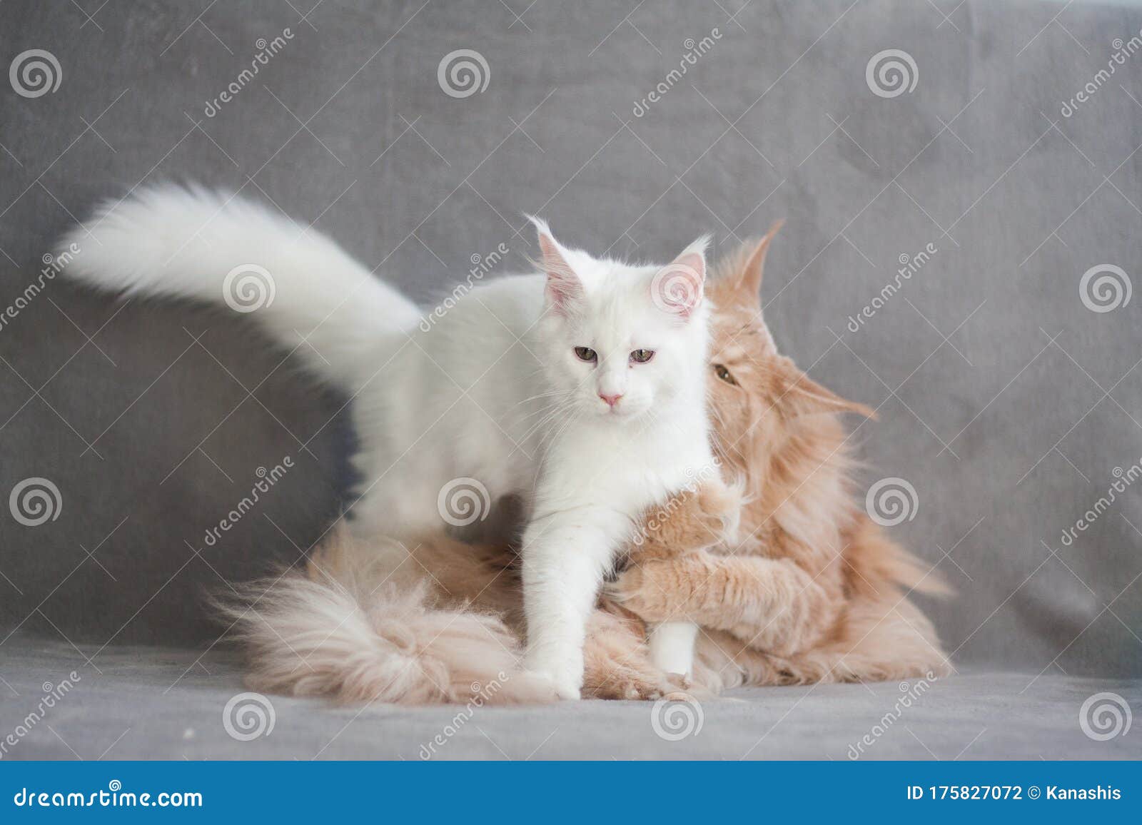 Two Maine Coon Cats Together, Tabby One Holding White Kitty Stock Photo ...