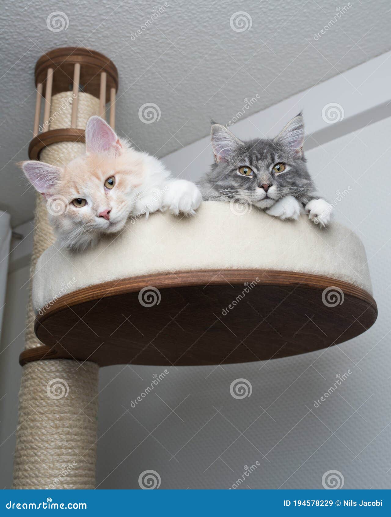 Two Cats Together on Scratching Post Stock Image Image of camera