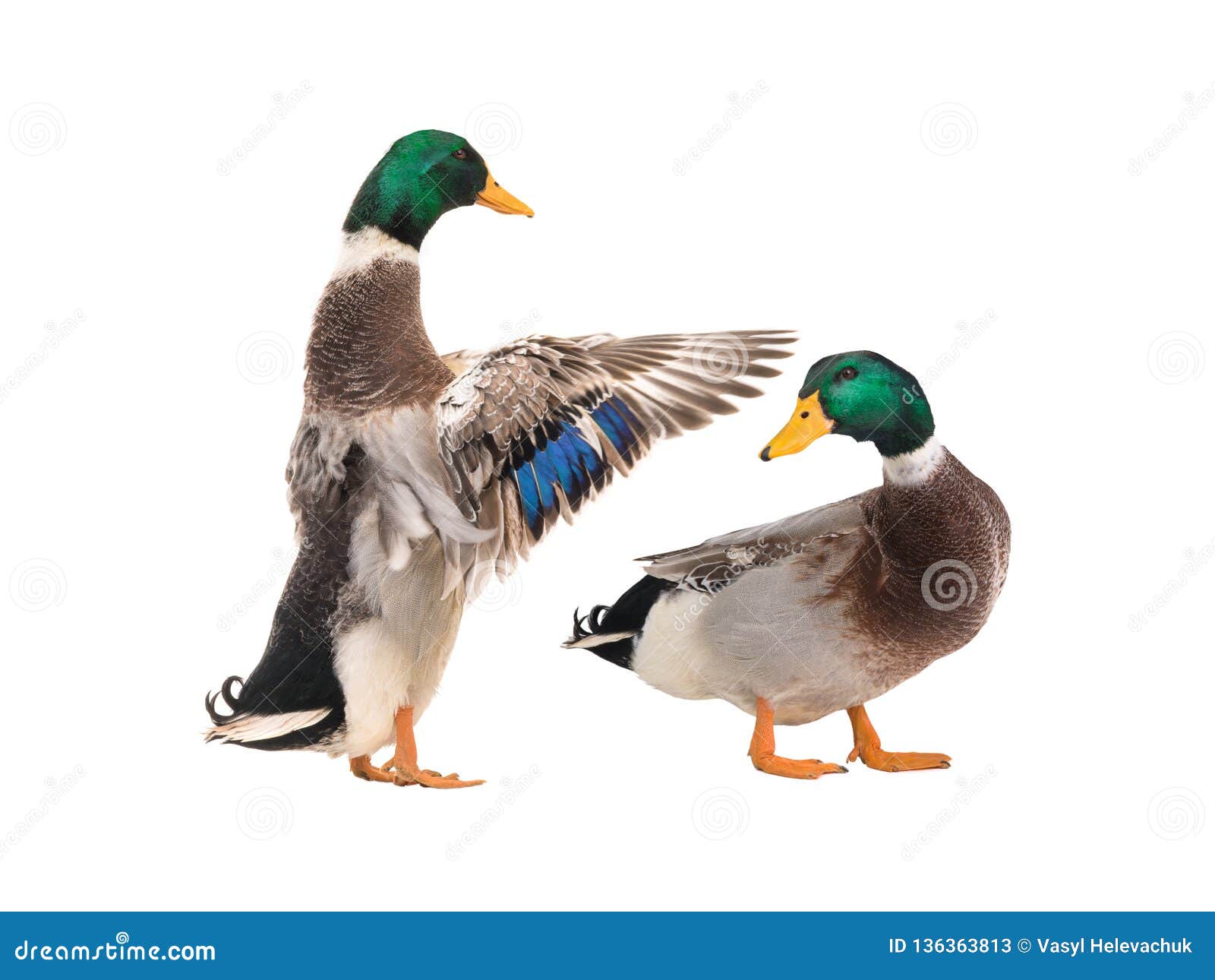 Two Male Brown Ducks Isolated Stock Image Image of green, wild 136363813