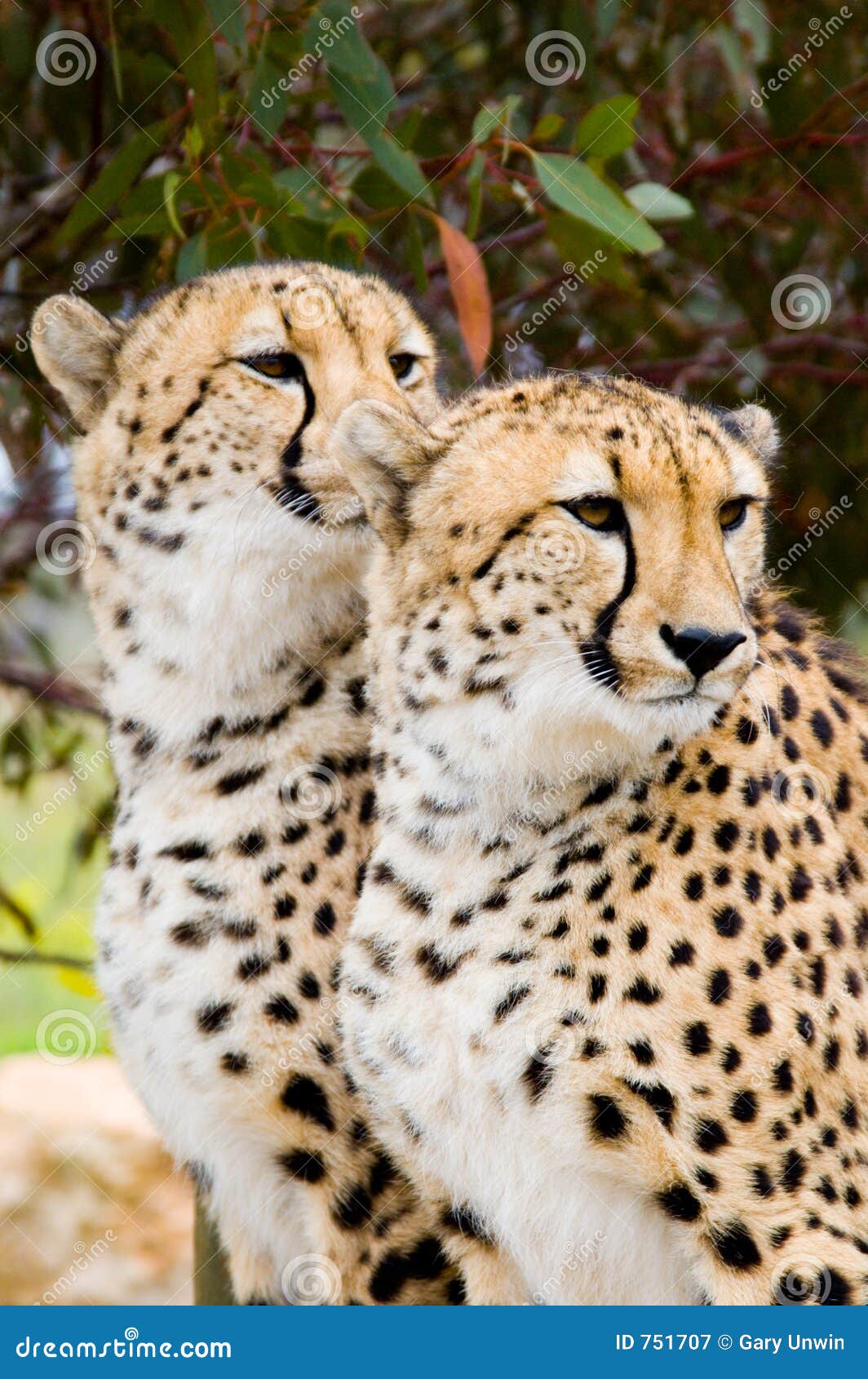 two male cheetahs