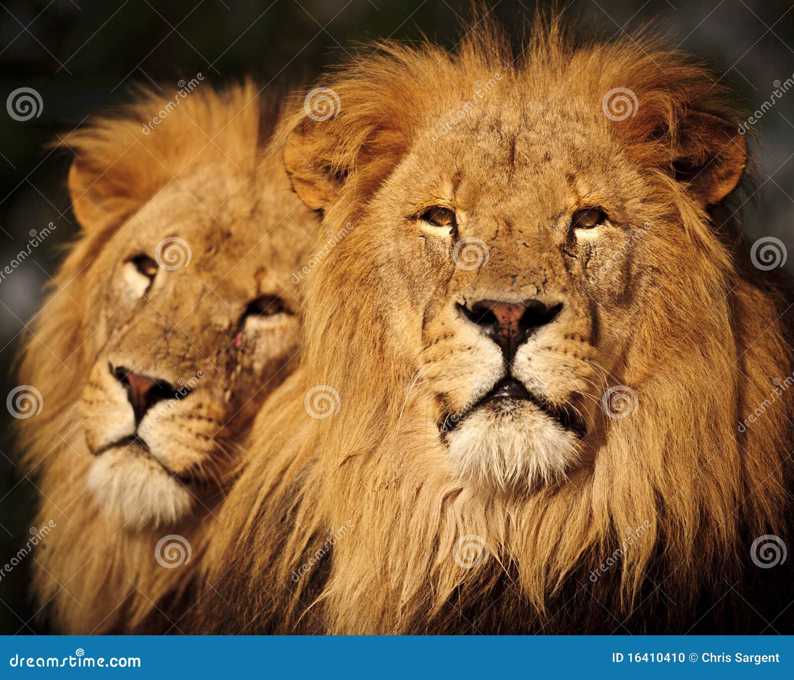 two male lions