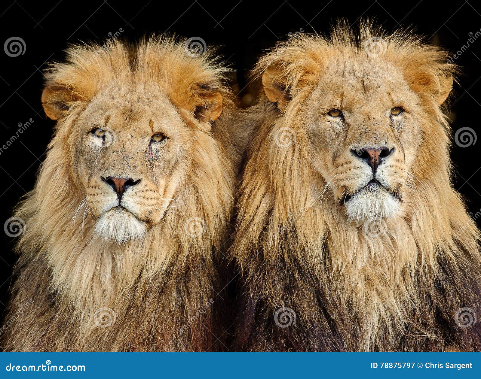 two male lions