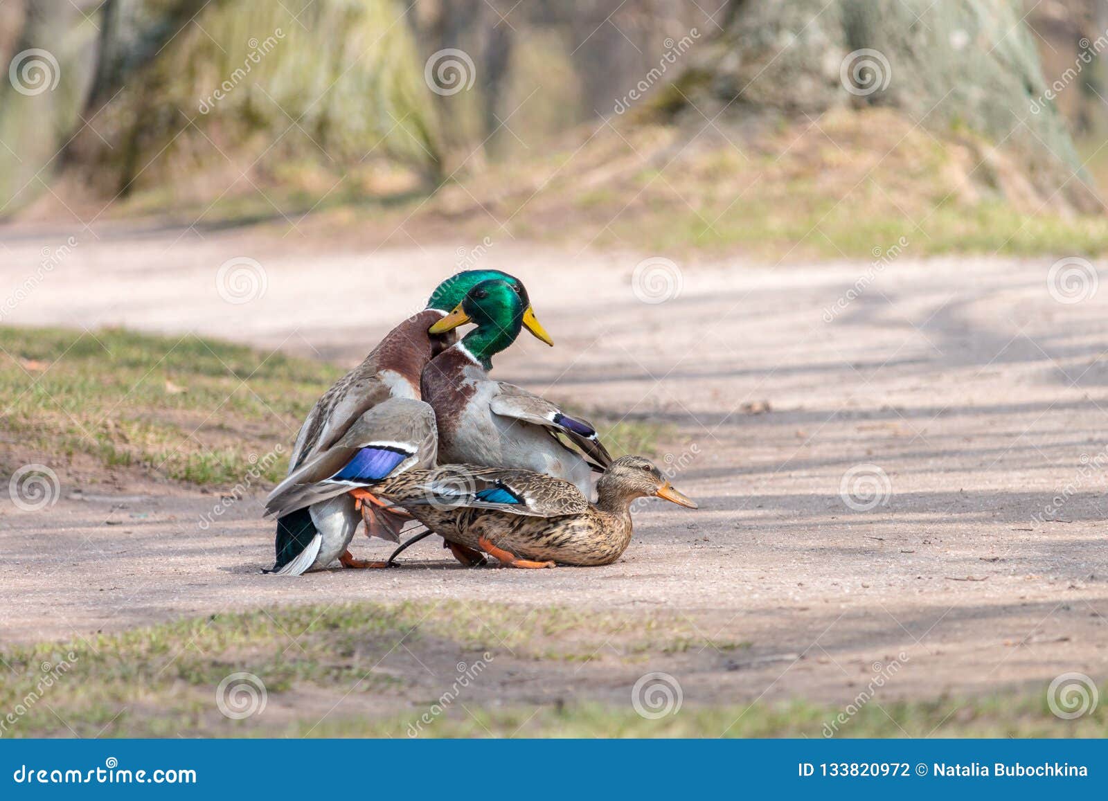 kant noorden Trillen Two Male Mallards Fighting for Mating Over Female Duck Stock Photo - Image  of mallard, fauna: 133820972