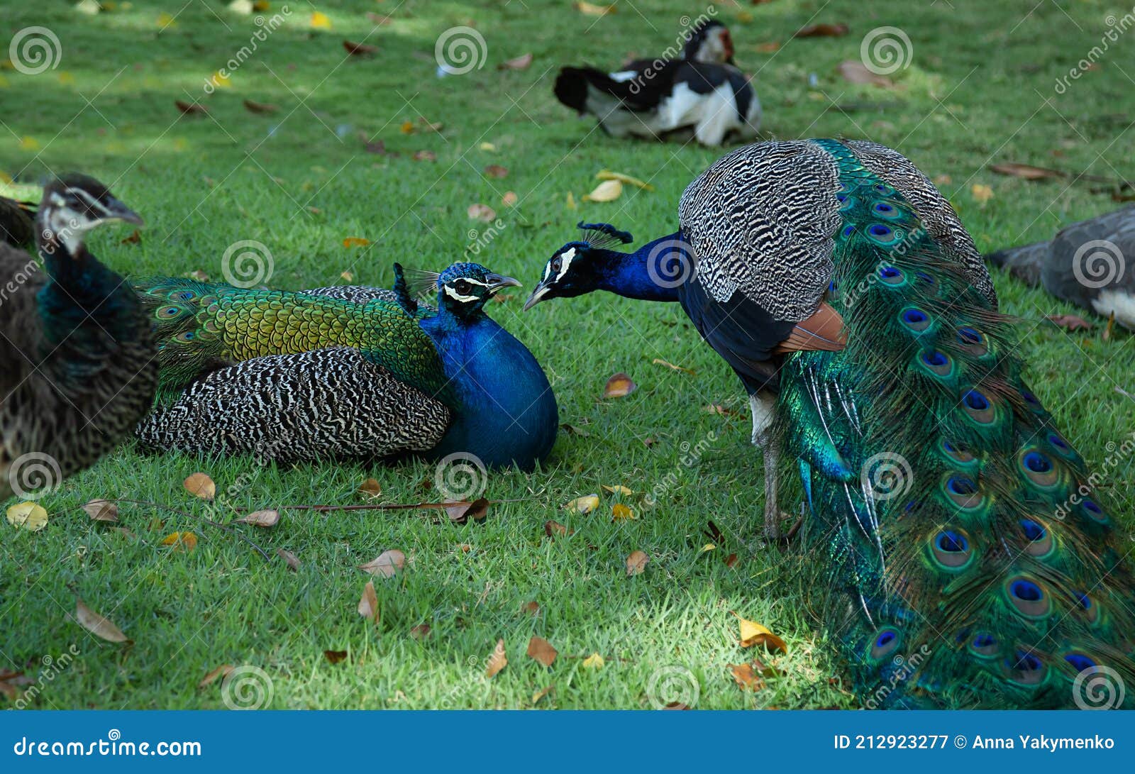 male peacocks