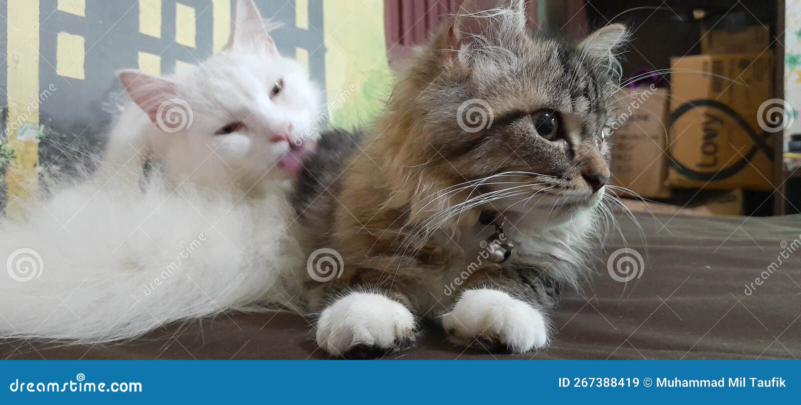 Two male persian cat stock image. Image of persian, wildcat 267388419