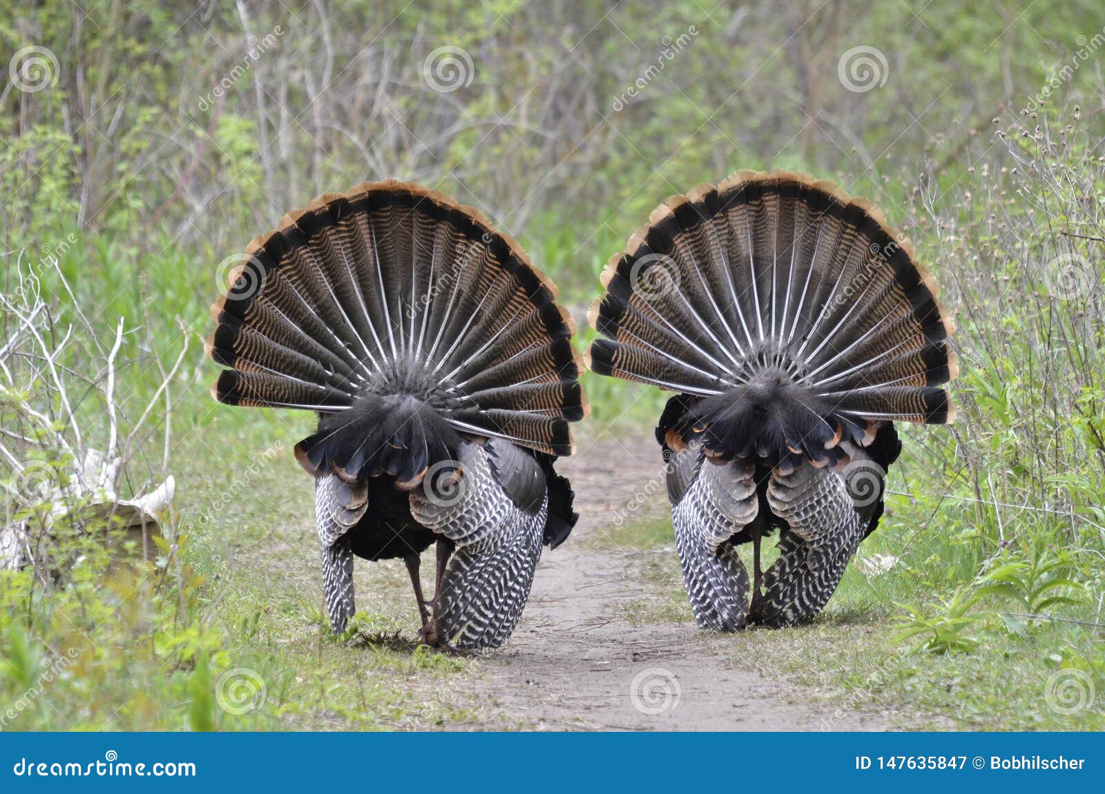 Two Male Wild Turkeys Displaying Stock Image Image of animals