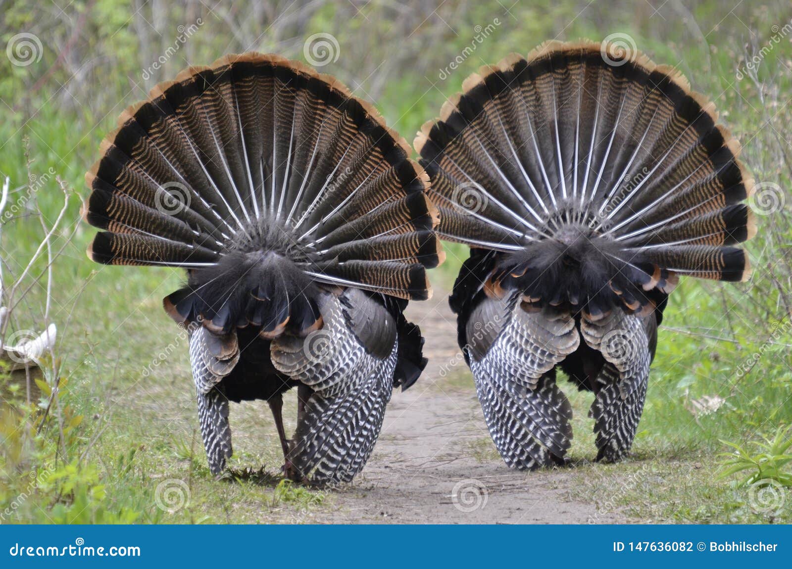 Two Male Wild Turkeys Displaying Stock Photo Image of close, holiday
