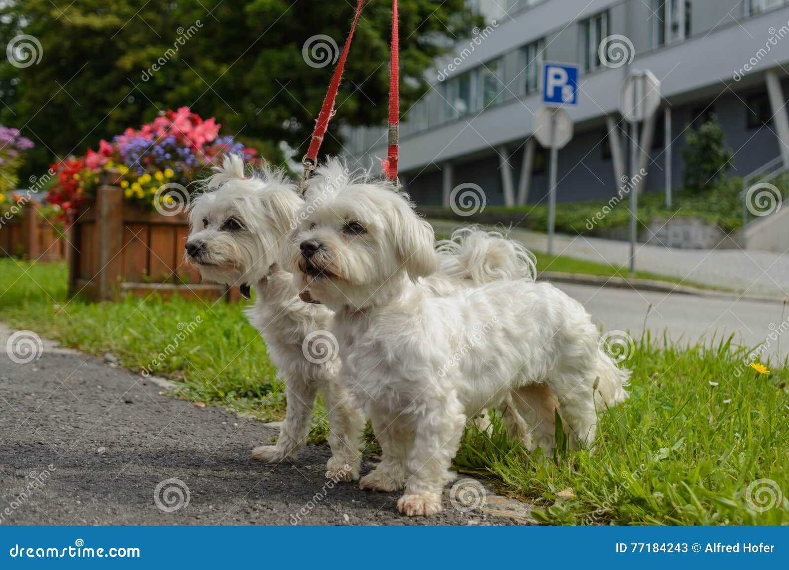 Two Maltese Dogs Go Walkies Stock Image Image of contact, maltese