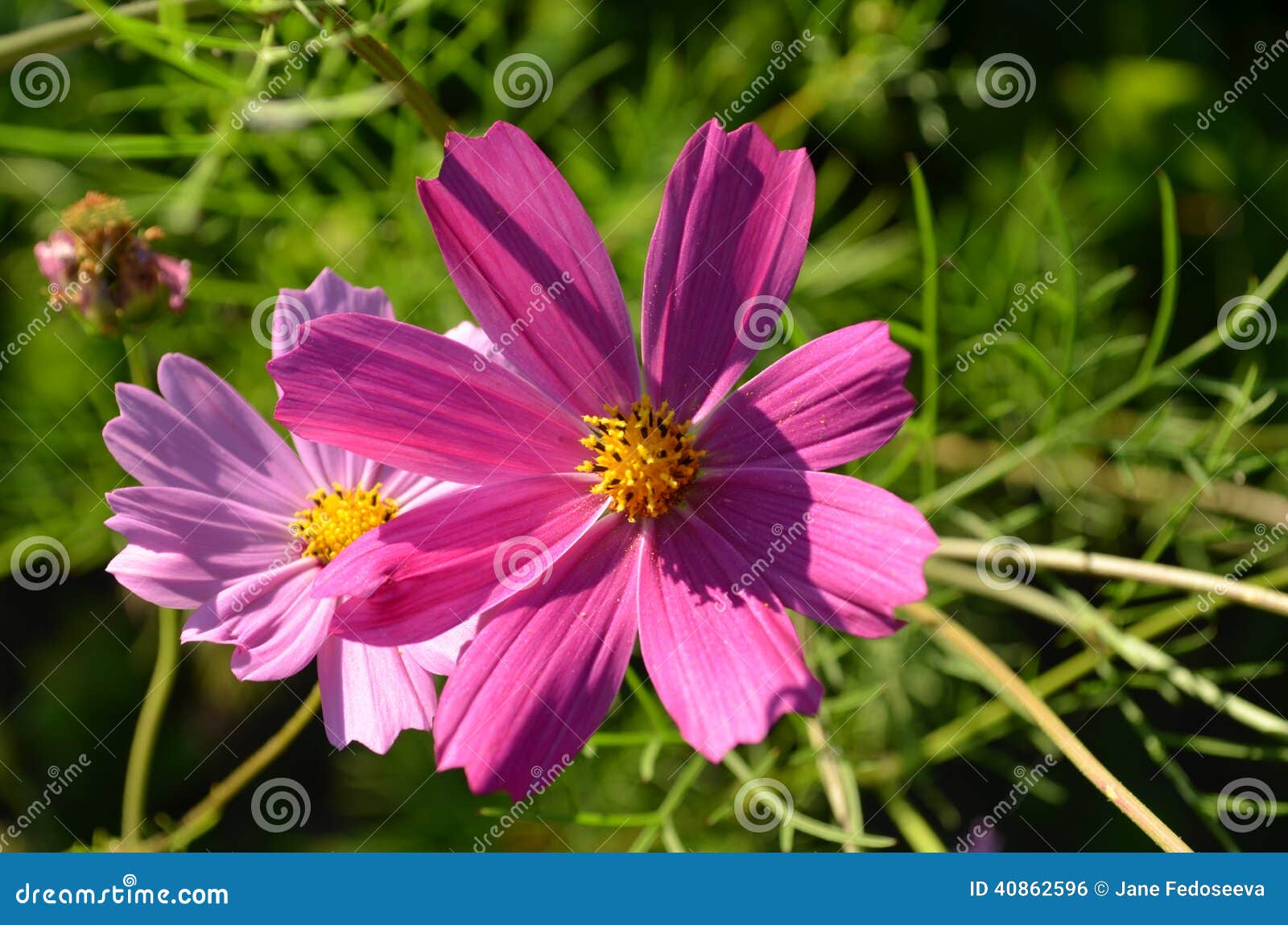 two malva flowers