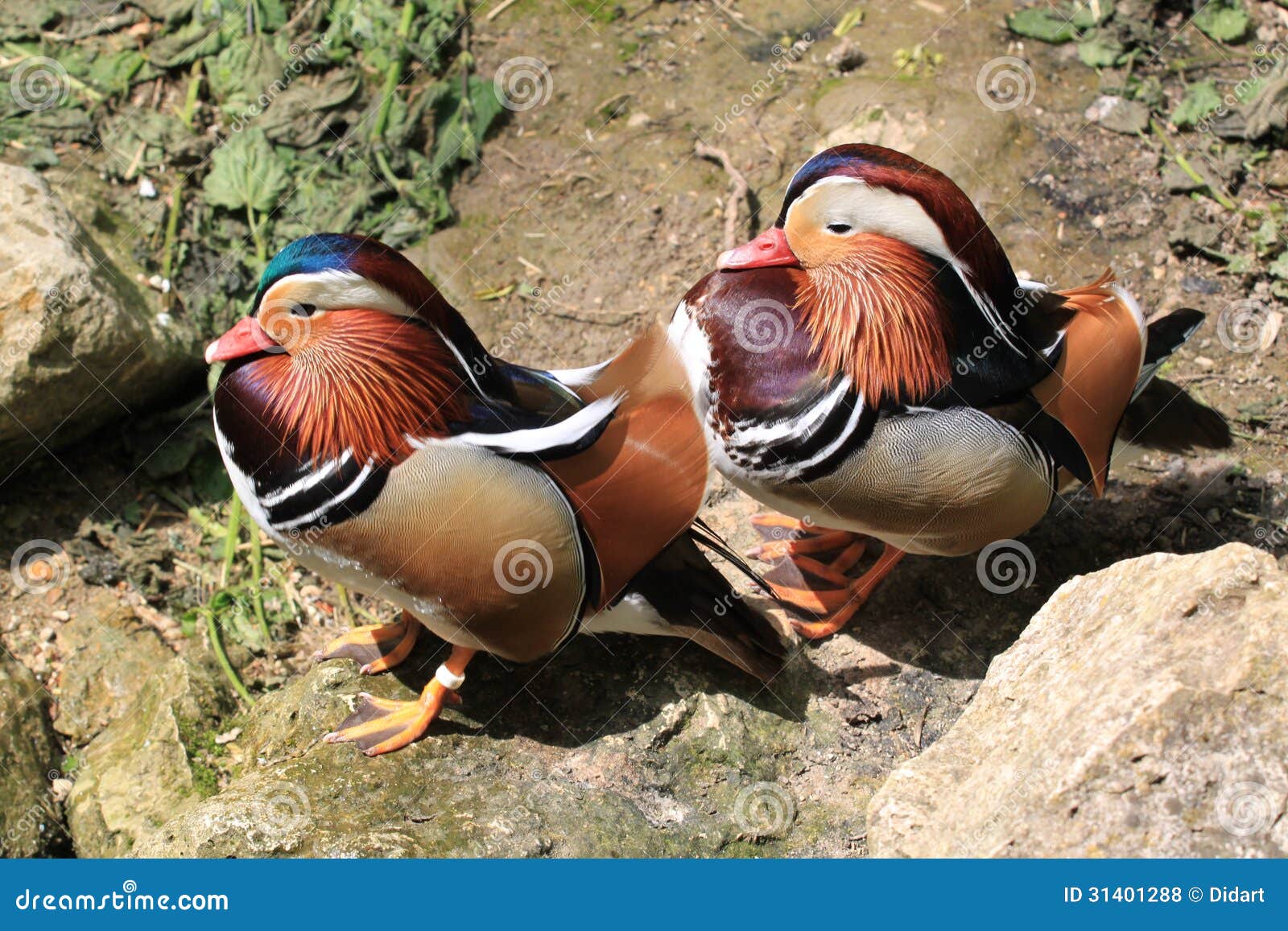 Two mandarin ducks stock photo. Image of palmate, mandarin 31401288