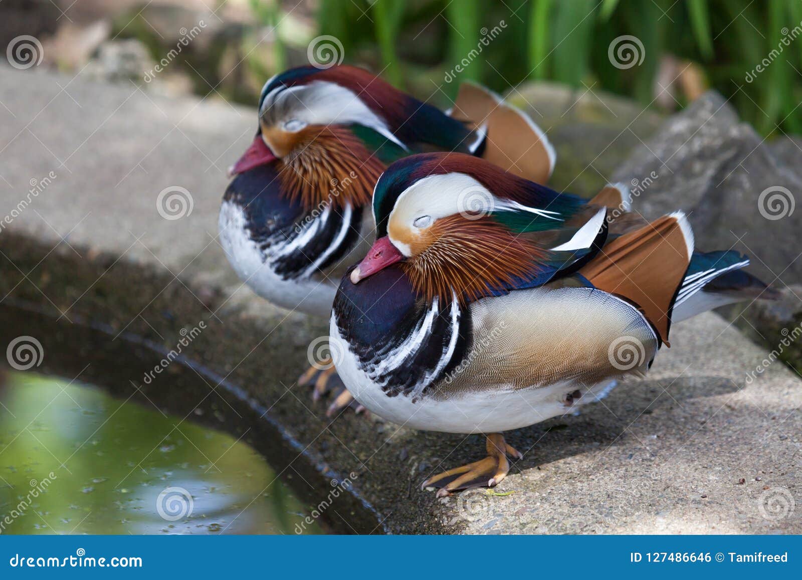 Two Mandarin Ducks stock photo. Image of pattern, safari 127486646