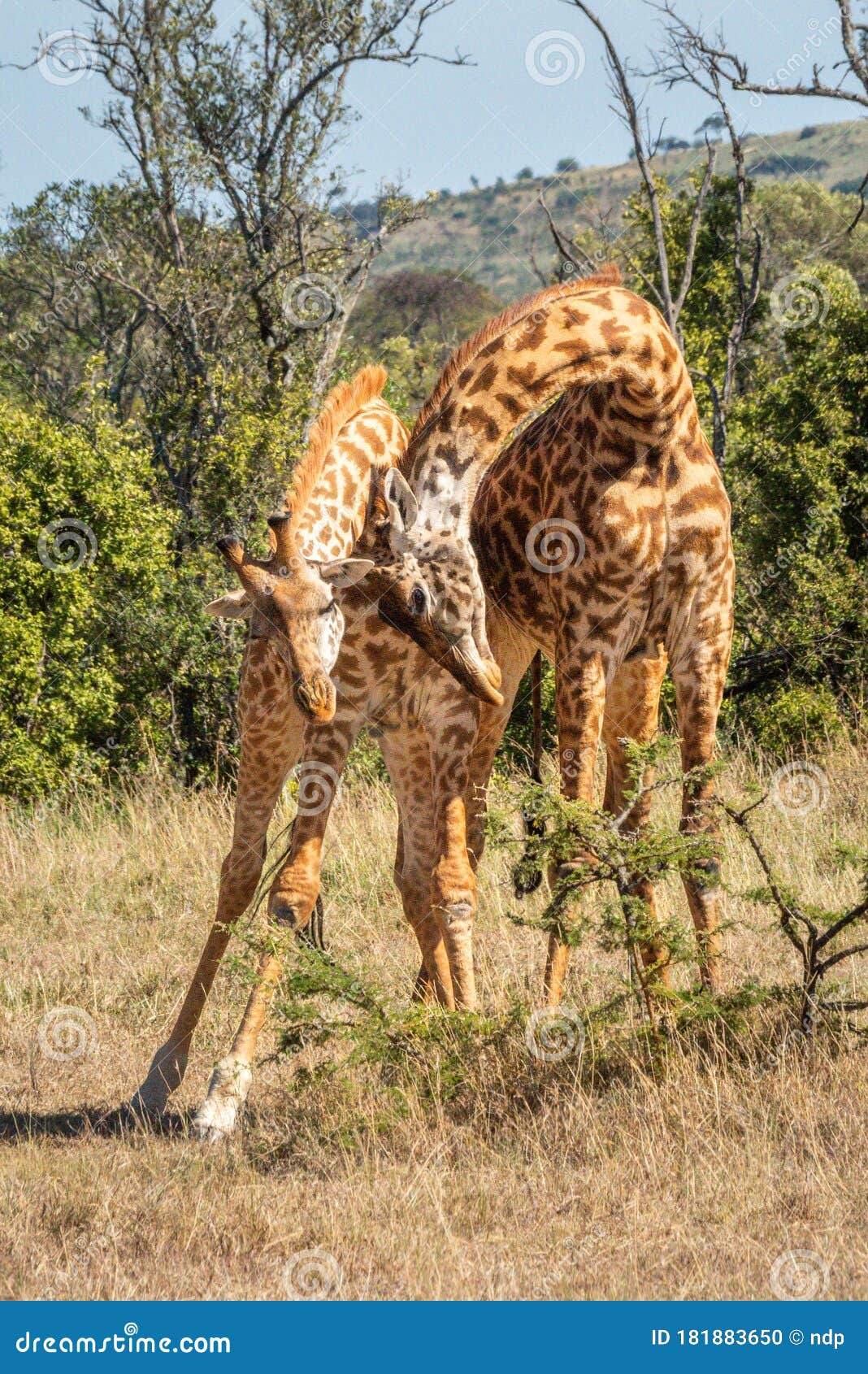 two masai giraffe necking in sunlit clearing