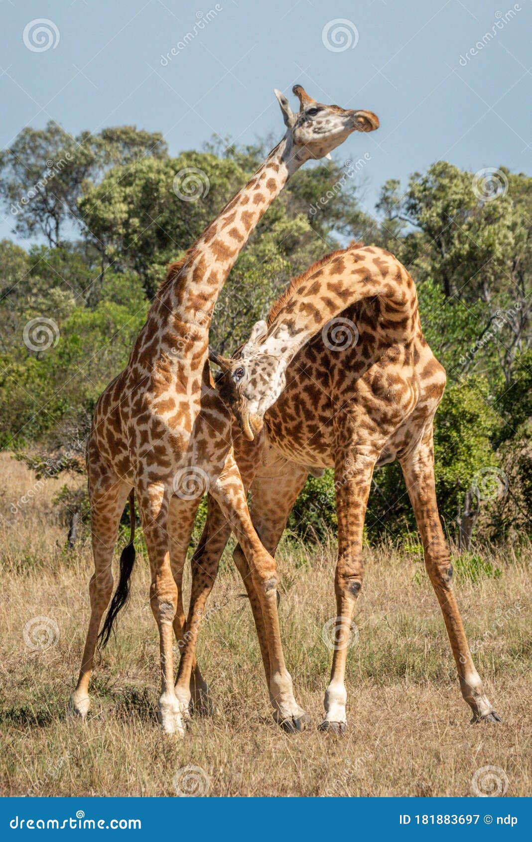 two masai giraffe stand necking near trees