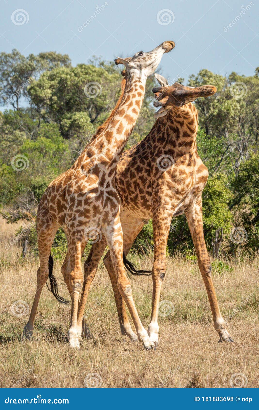 two masai giraffe stand necking in savannah