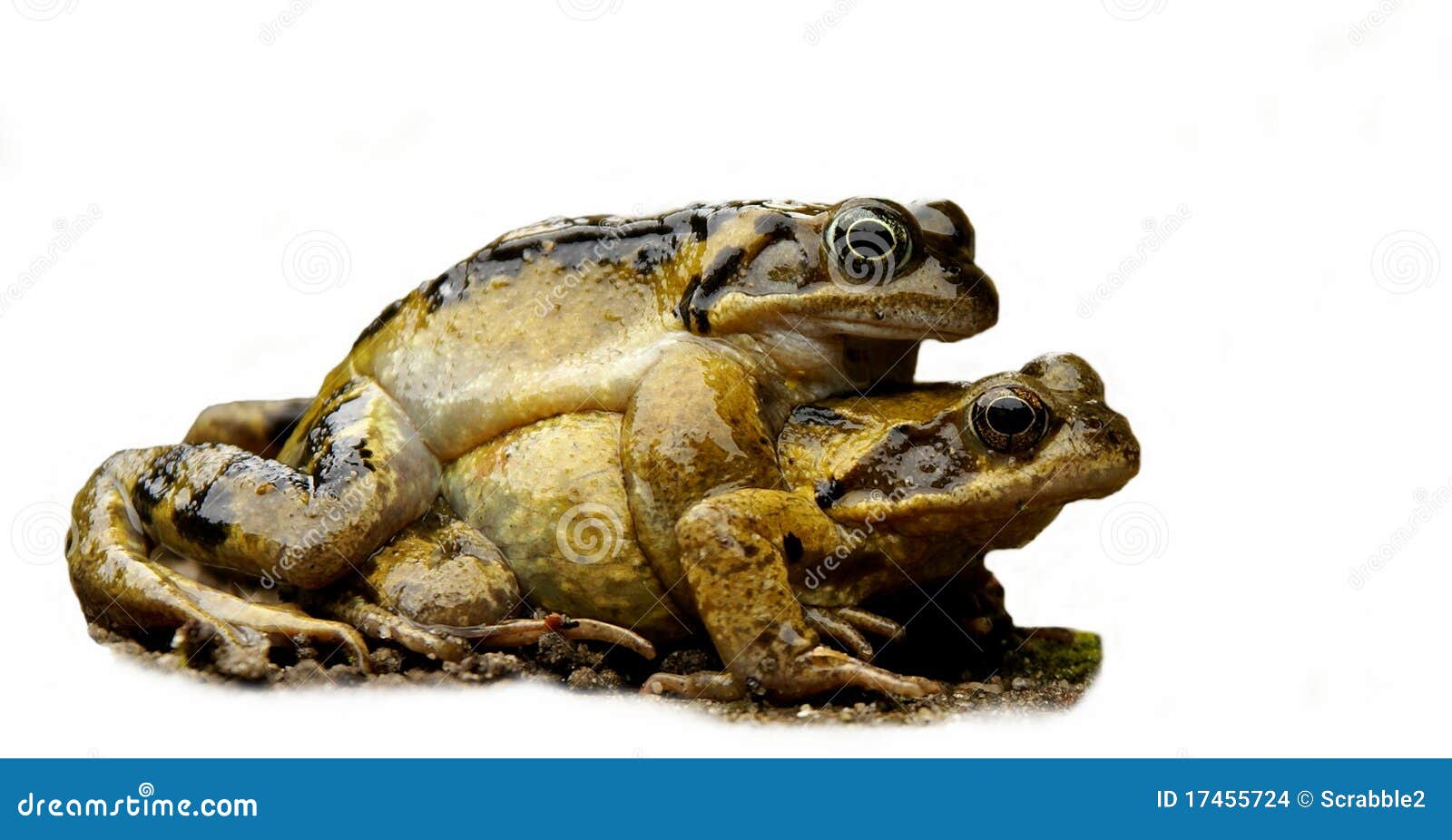 two mating frogs