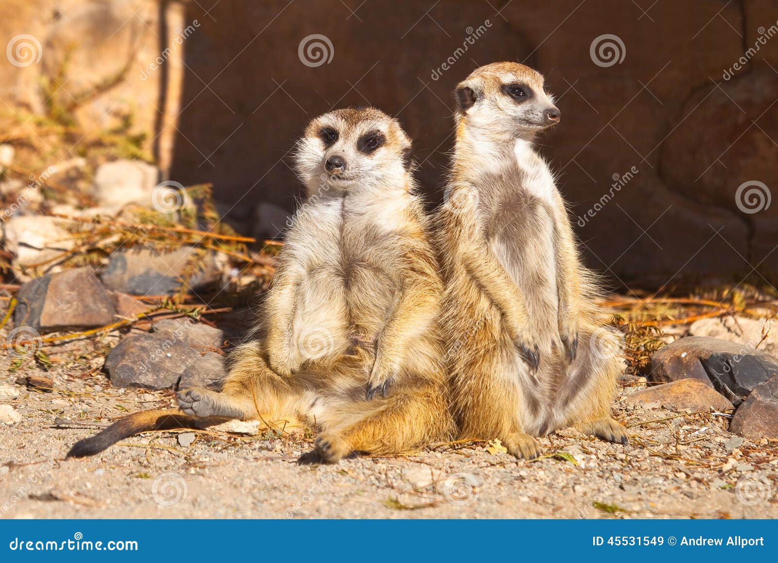 Two Meerkats relaxing stock image. Image of wilderness - 45531549