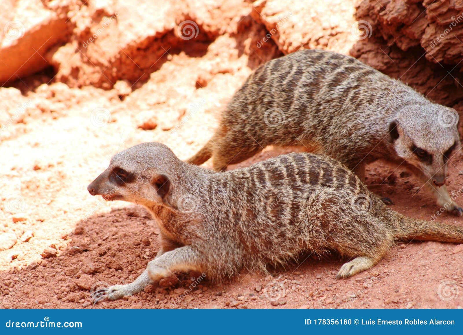 two meerkats suricates emerges looking food