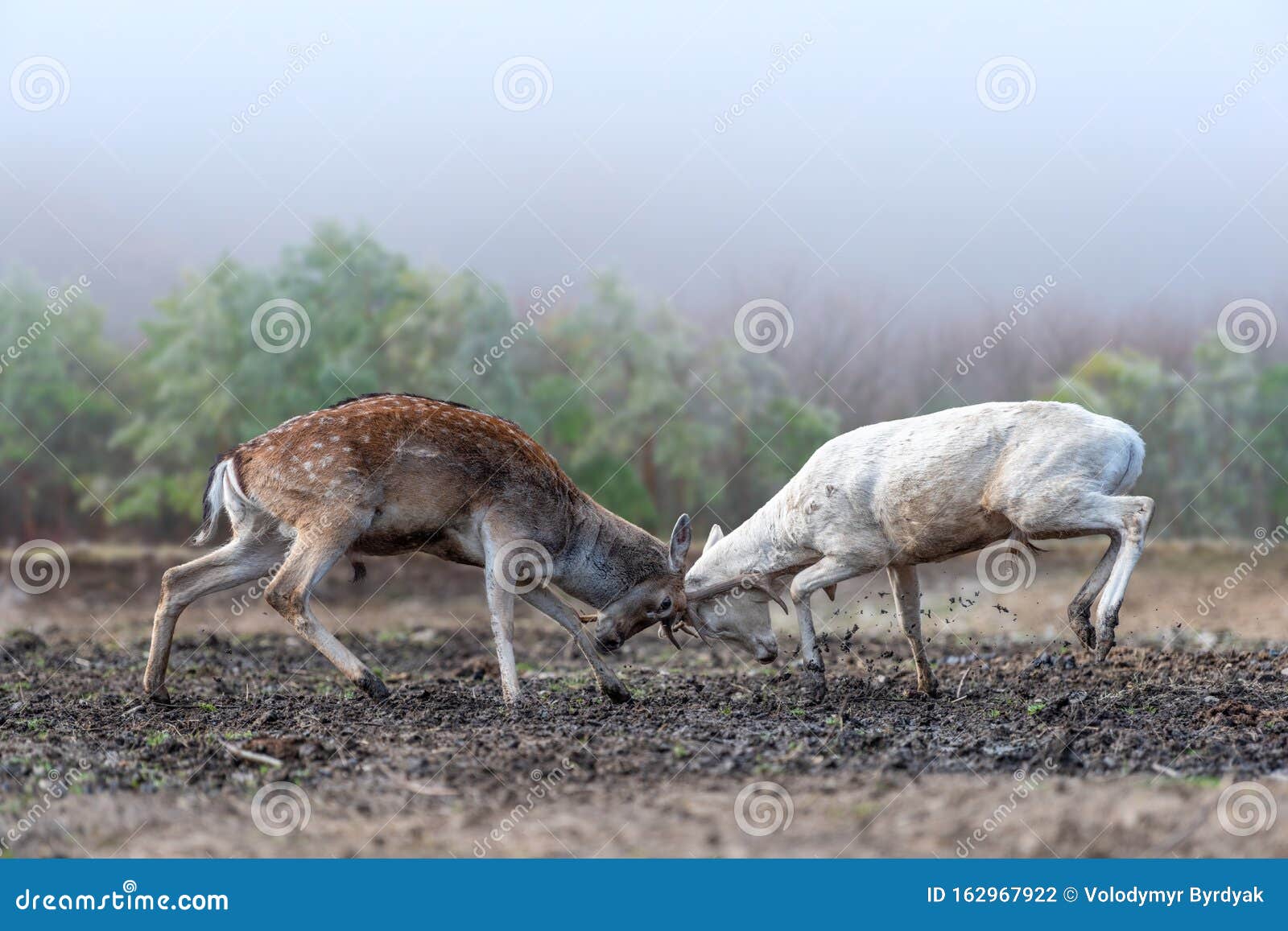 Male With Female Attention