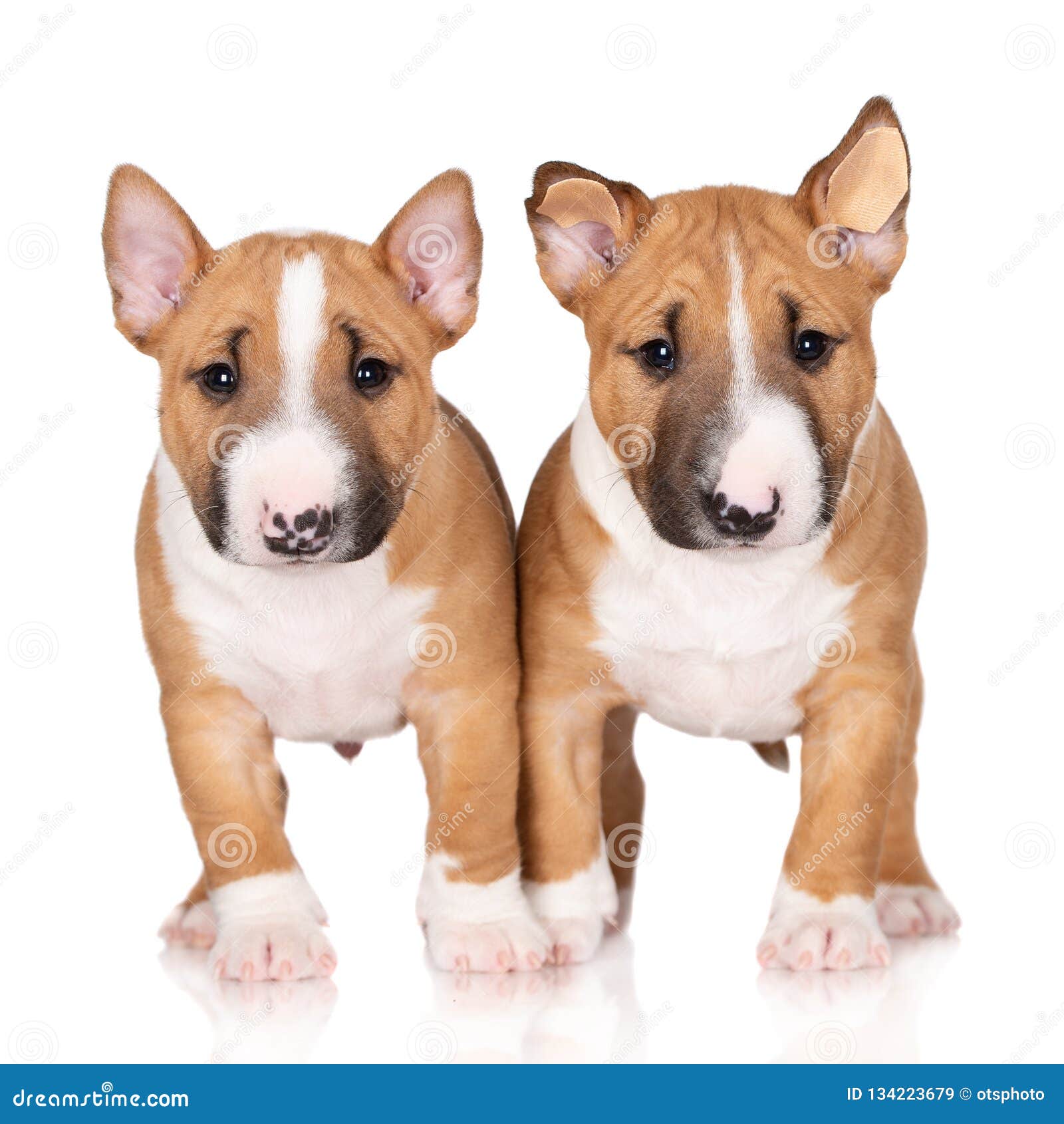 Two Miniature Bull Terrier Puppies On White Background Stock Image Image Of White Miniature 134223679