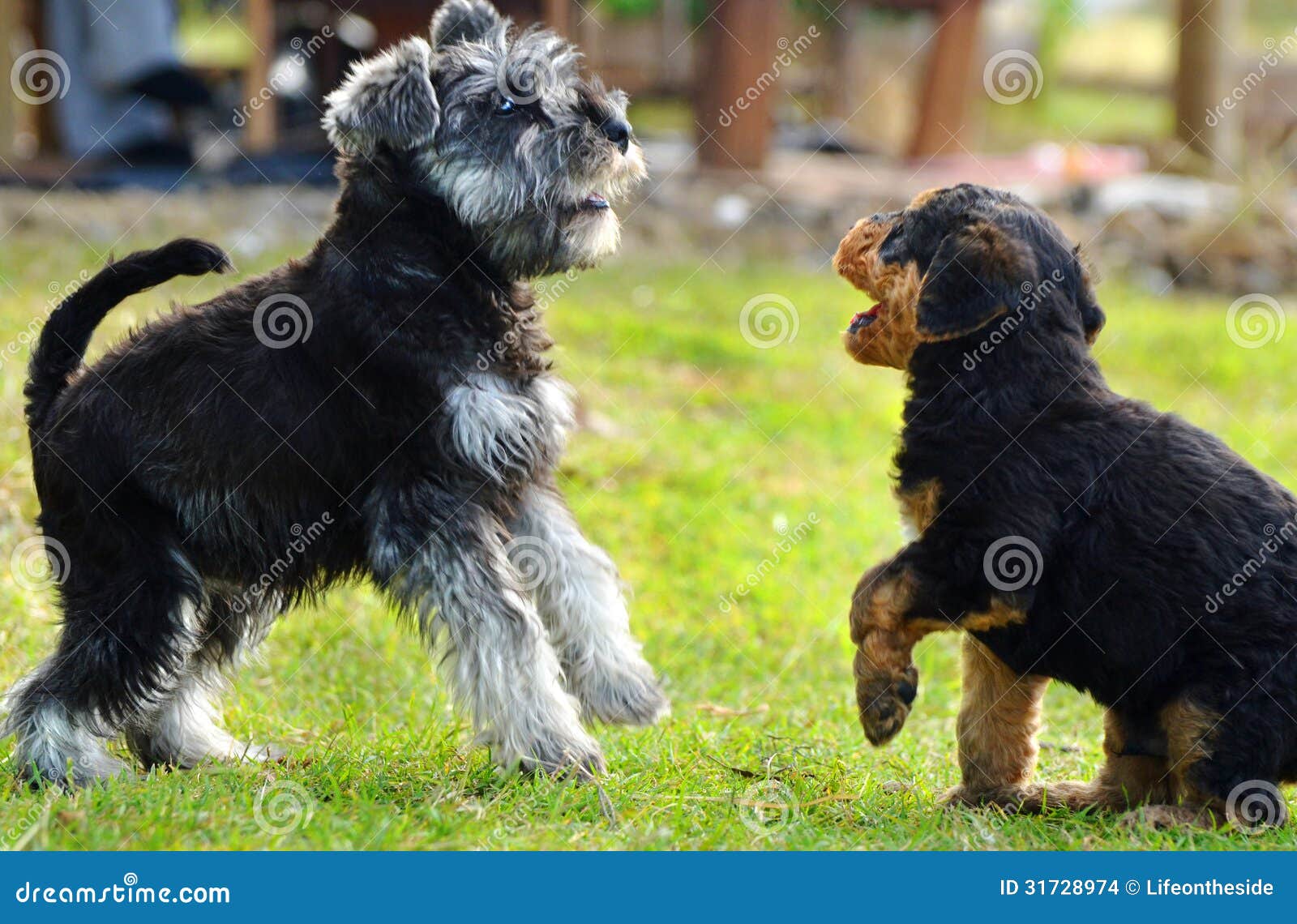 6 week old schnauzer puppies