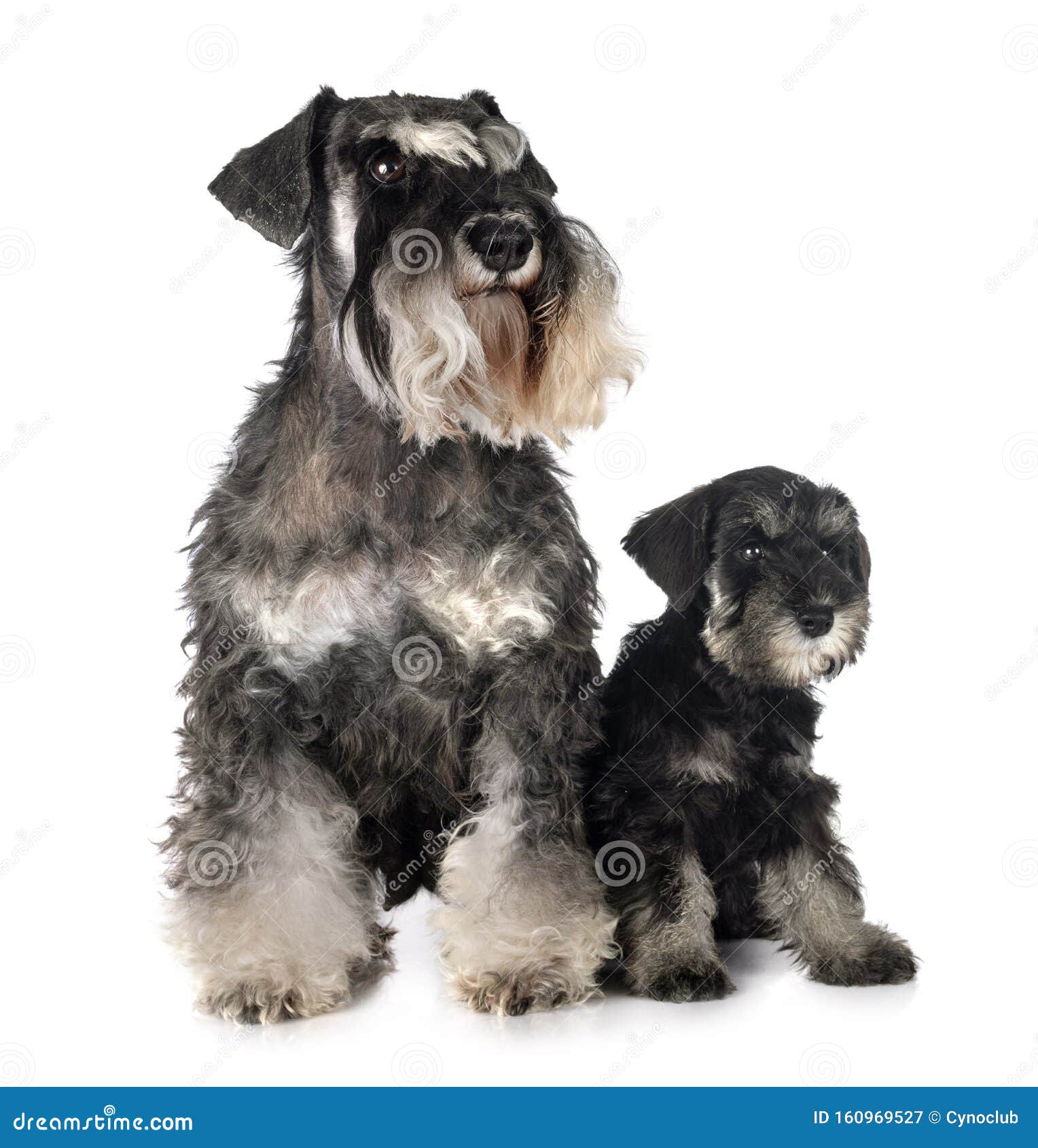 miniature schnauzer puppies