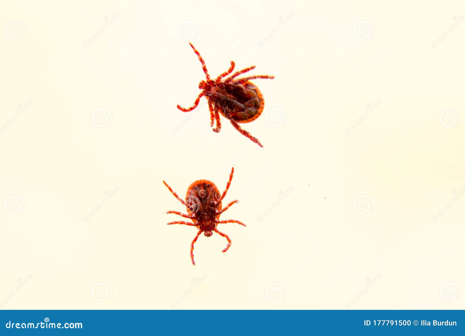 two mites on the white background .